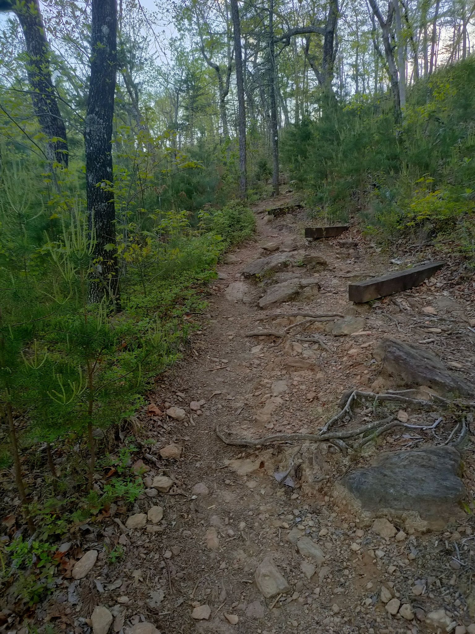 Rocky dirt trail winding uphill through a green forest. - Chestnut Knob Trail