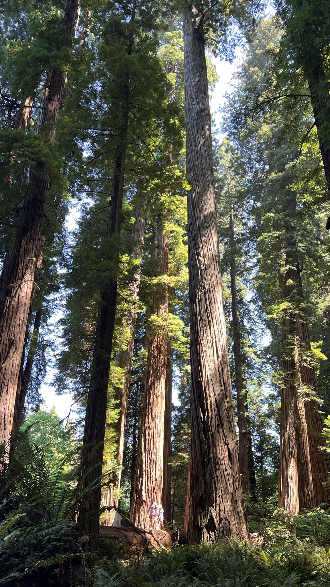 Tall trees reaching towards a bright sky, with a person below. - Stout Memorial Grove Trail