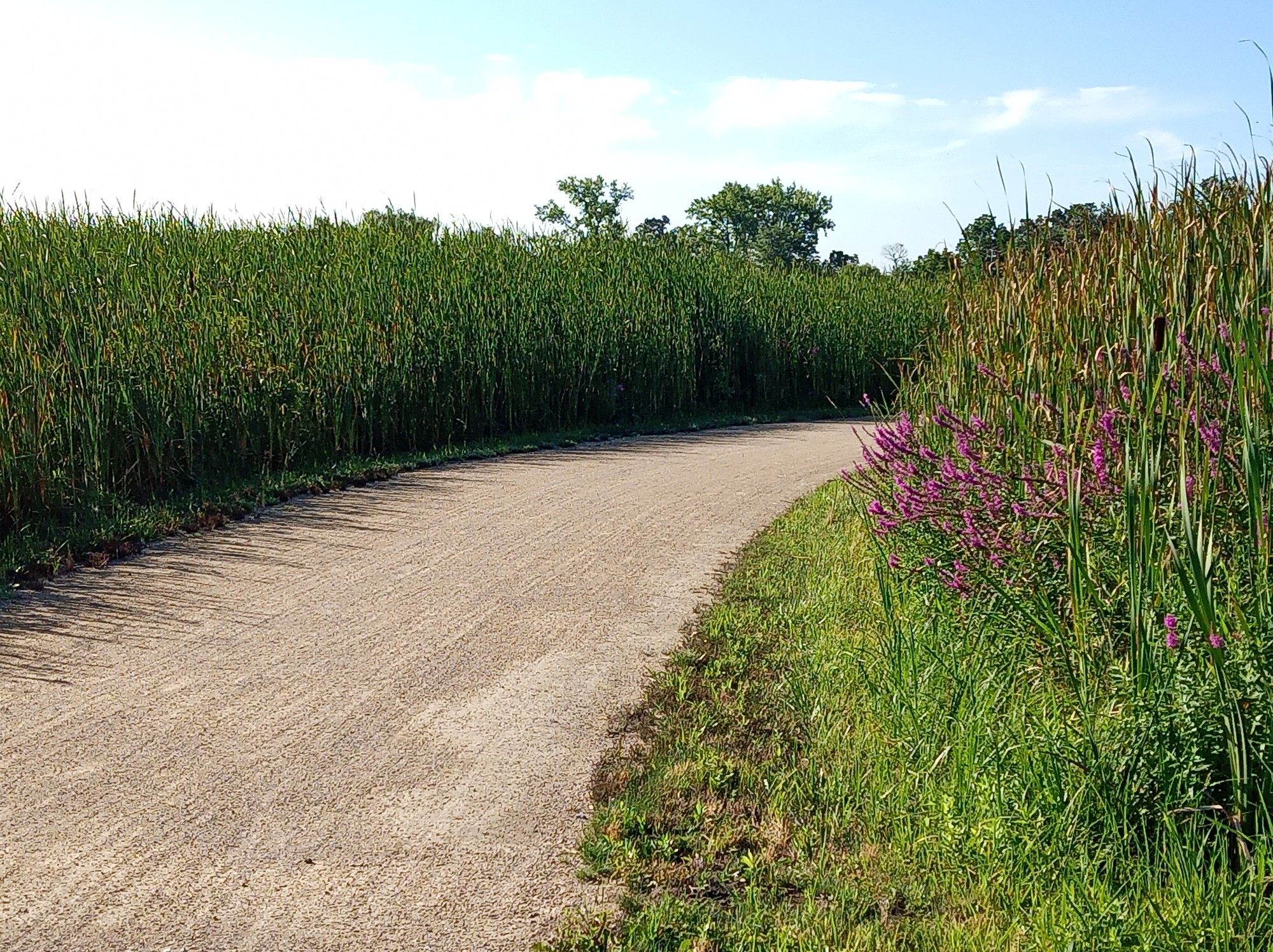 Curved dirt path through tall green reeds with purple flowers, bright day. - Des Plaines River Trail and Robert McClory Bike Path Loop