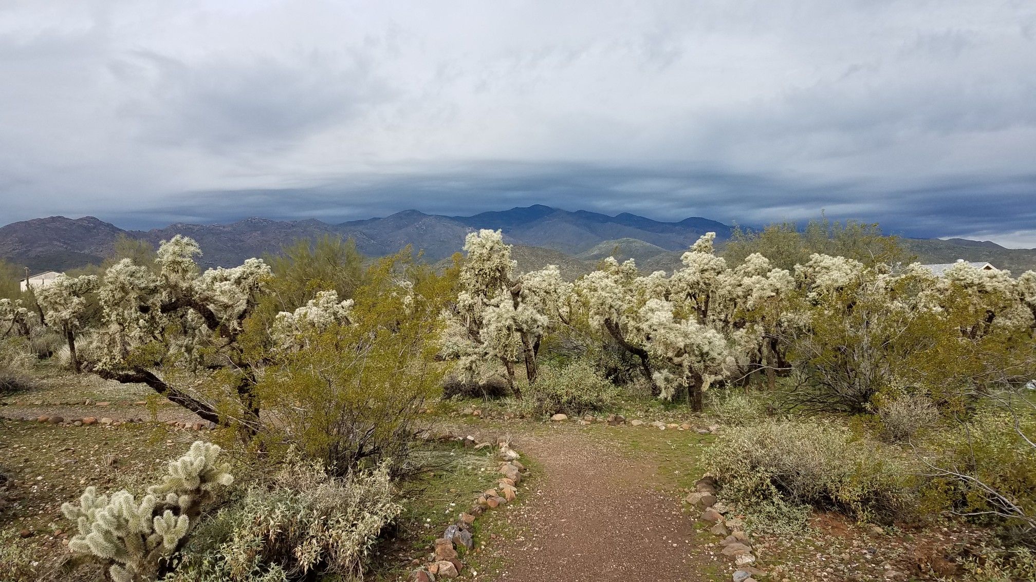 A path through dense cholla cacti with mountains under a cloudy sky. - High Desert and Joedy's Trail Loop