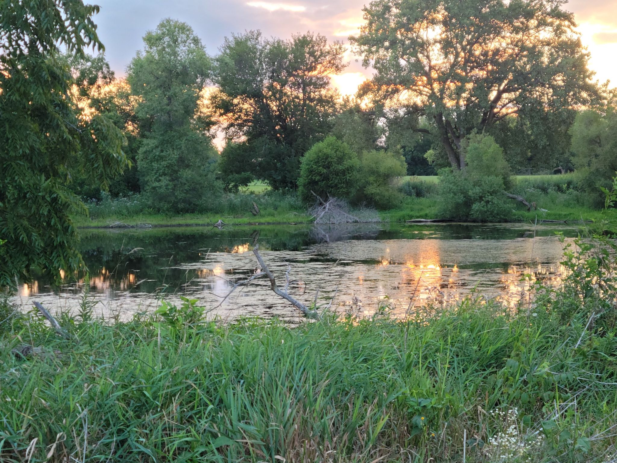 Golden sunset light reflects on a calm pond surrounded by lush green trees. - Paul Douglas Forest Preserve – Poplar Creek Forest Preserve loop from Schaumburg