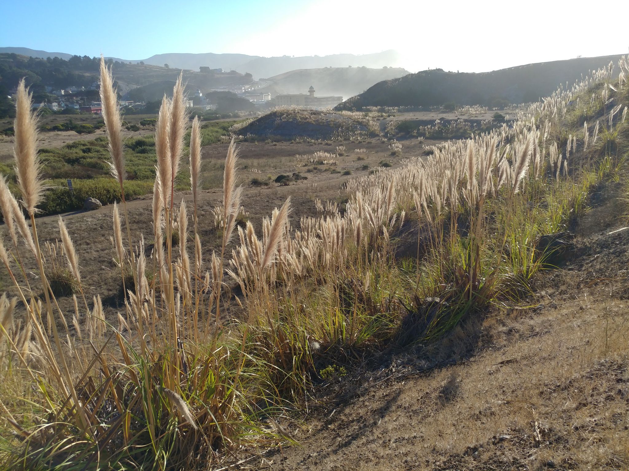 Tall feathery grass on a sunny hillside with distant hazy hills. - Coastal Lookout via Mike's Garden