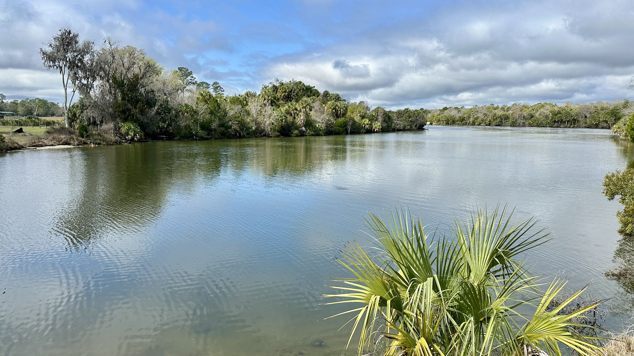 Wide river with lush green banks under a cloudy sky, palm frond in foreground. - Inglis Island
