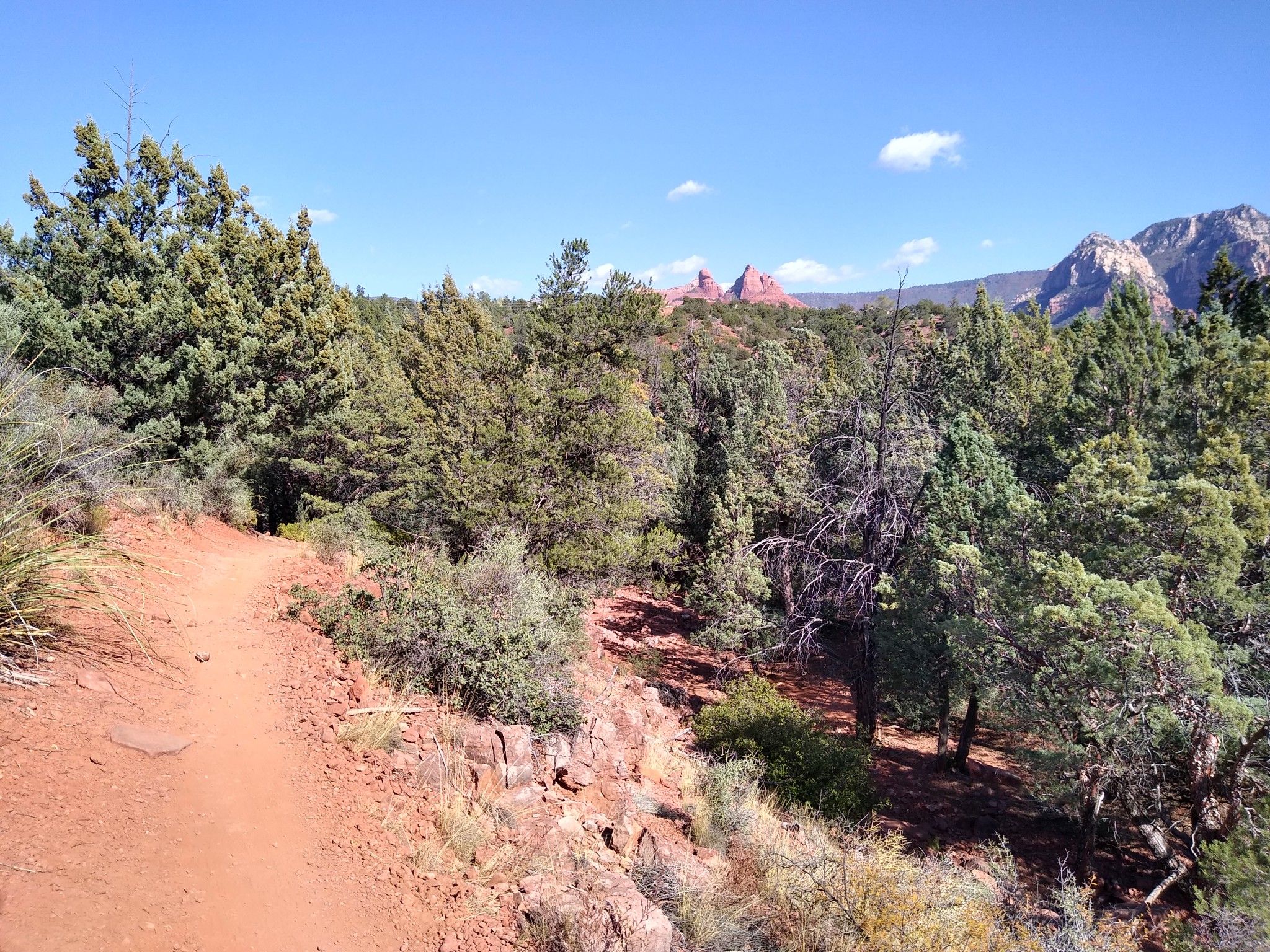 A winding dirt trail through green trees under a bright blue sky. - Adobe Jack, Coyote, and Crusty Loop