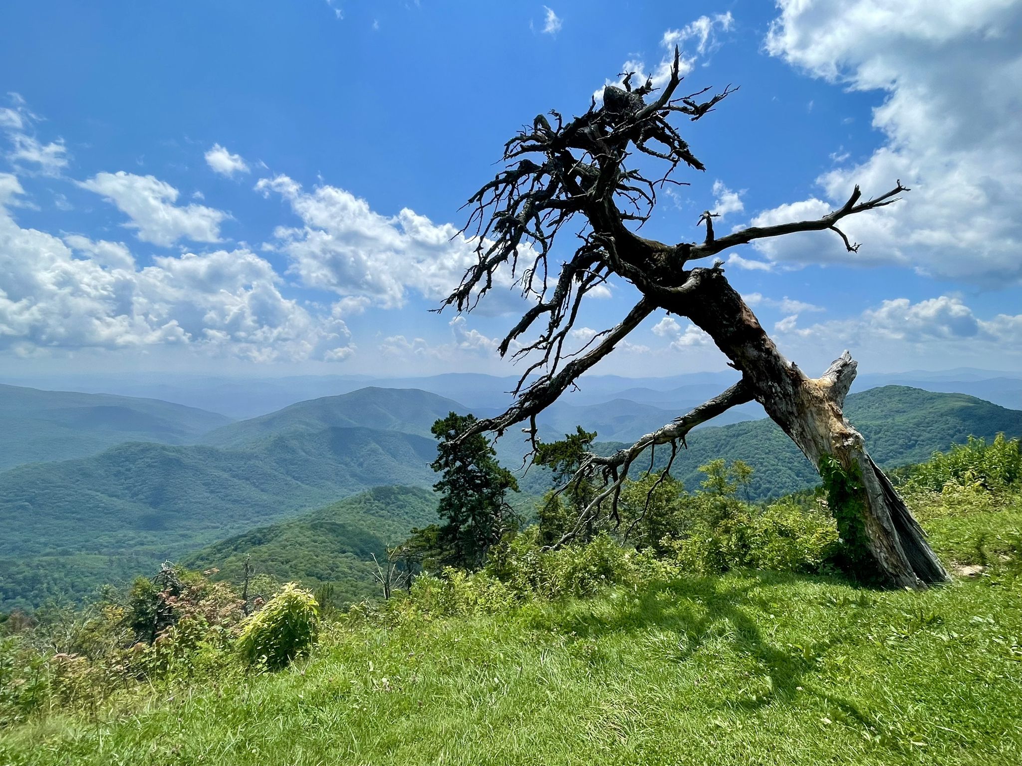 A gnarled dead tree on a grassy hill overlooking green mountains under a bright sky. - Buck Creek Gap Overlook to Green Knob Overlook