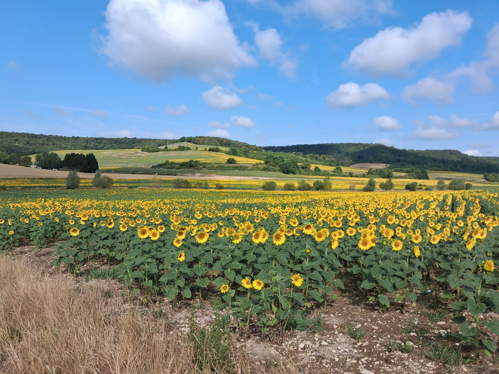 sunflowers