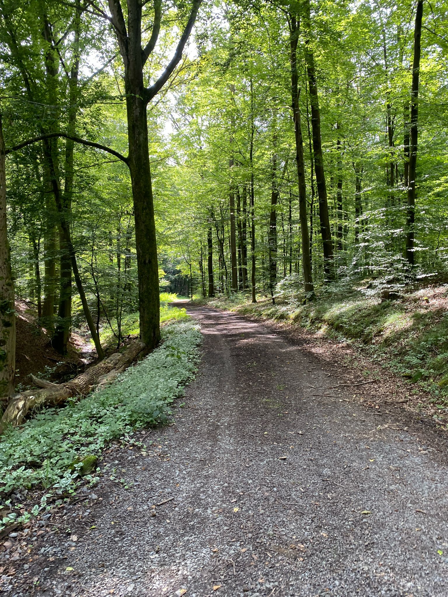 von nun an gings bergab - gen Thalhäuser Mühle/Au