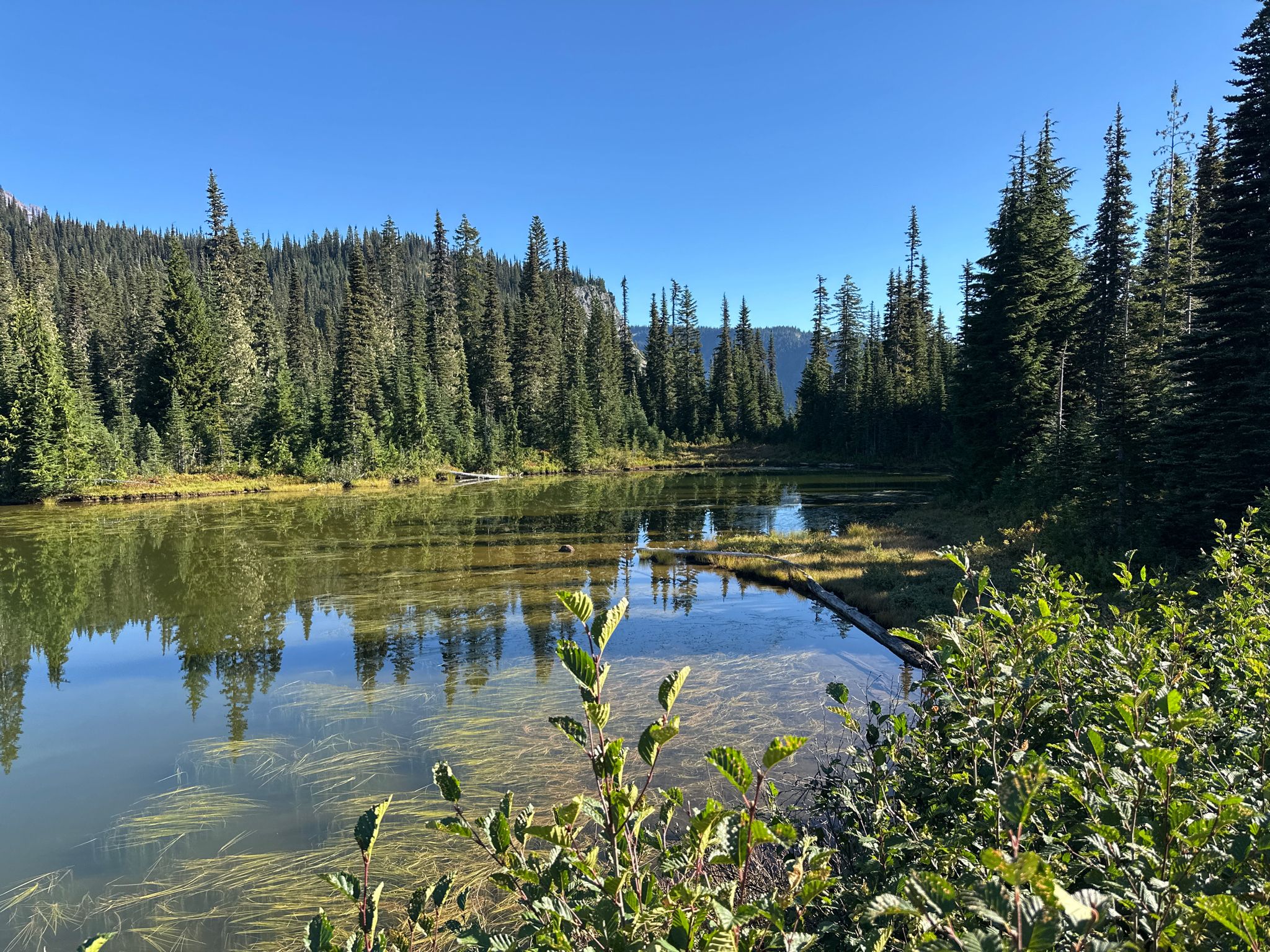 Serene lake with clear water, green plants, and dense evergreen forest. - Longmire Historic District – Paradise Visitor Center loop from Ashford Shooting Pit Parking