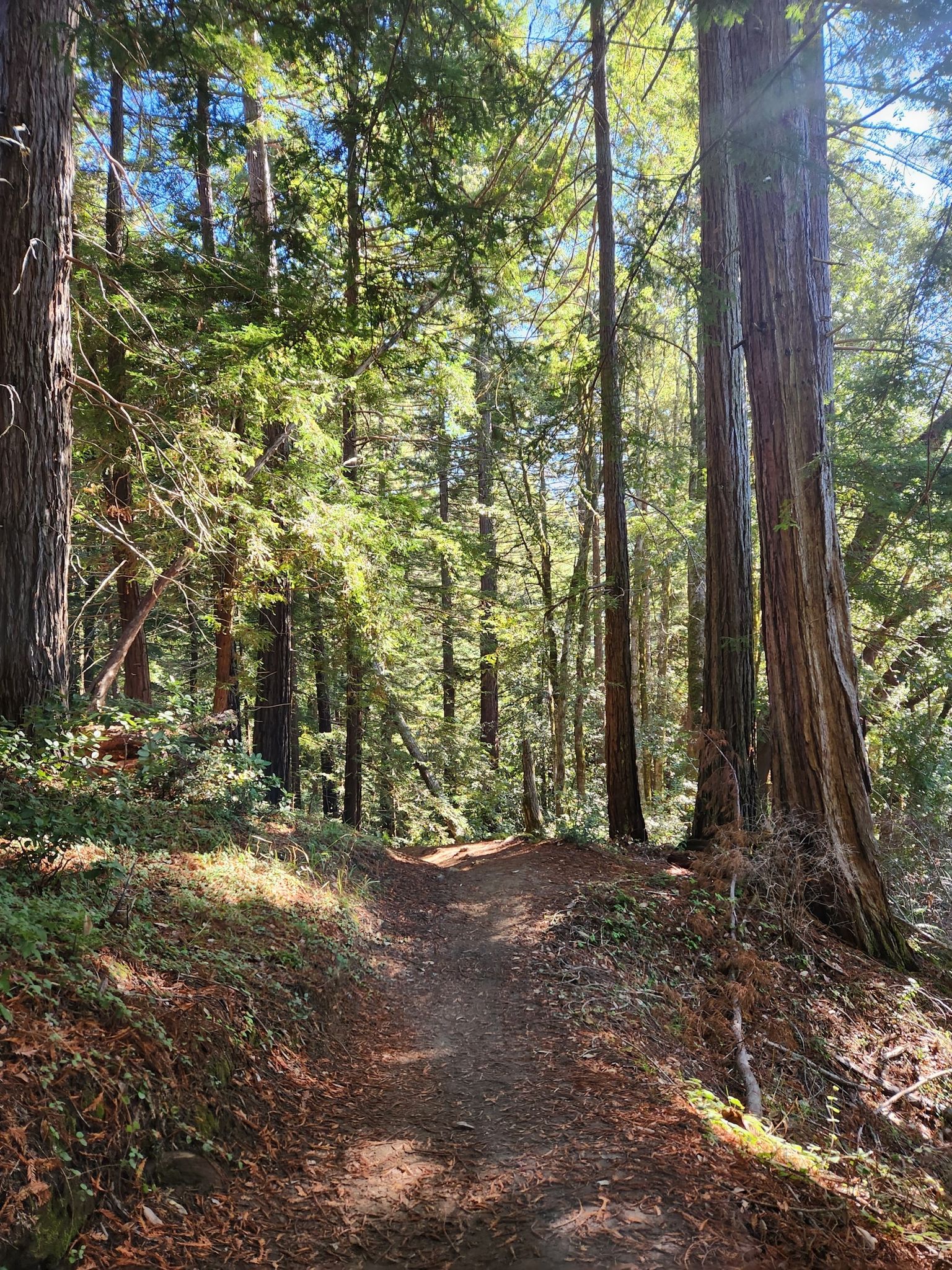 A sunlit forest path surrounded by towering redwood trees. - Methusela Tree loop from El Corte de Madera Creek Open Space Preserve