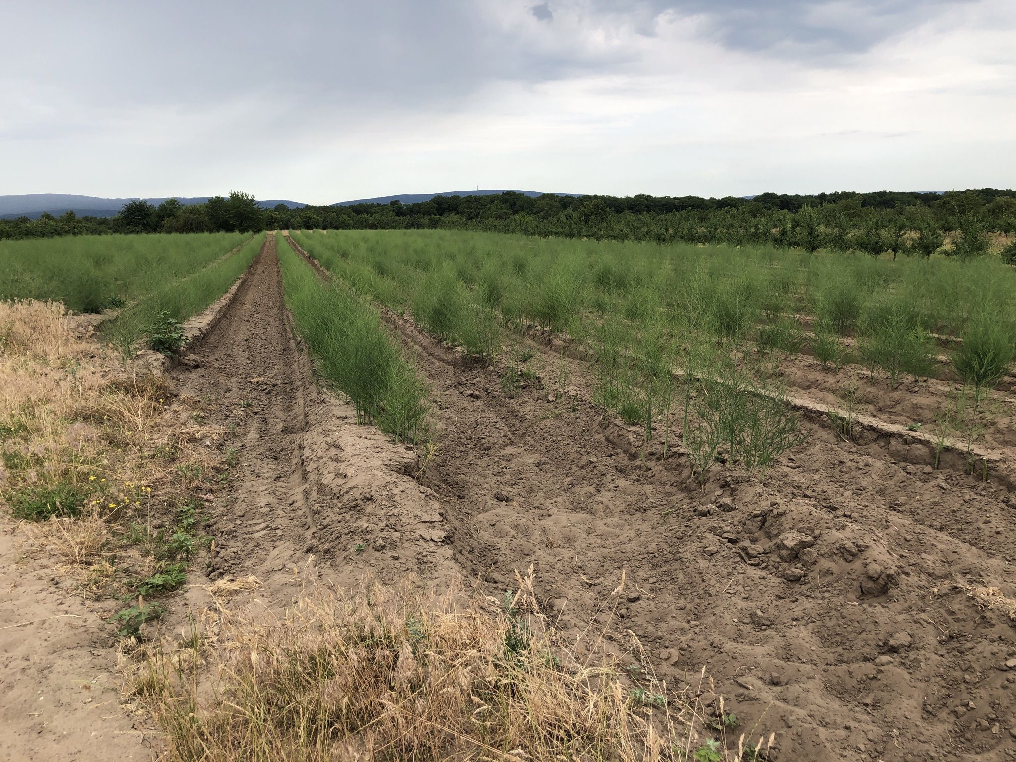 Spargelfeld nach Ende der Erntezeit