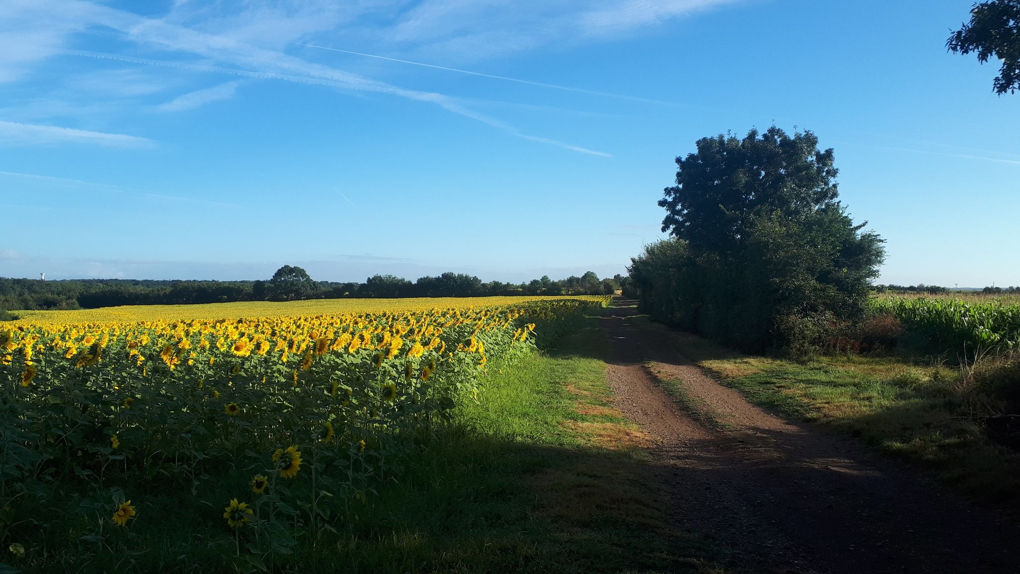 zonnebloemen 