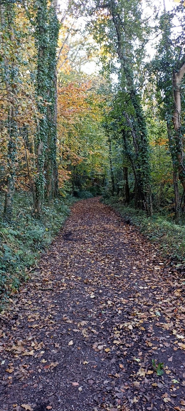 Lovely track through woods