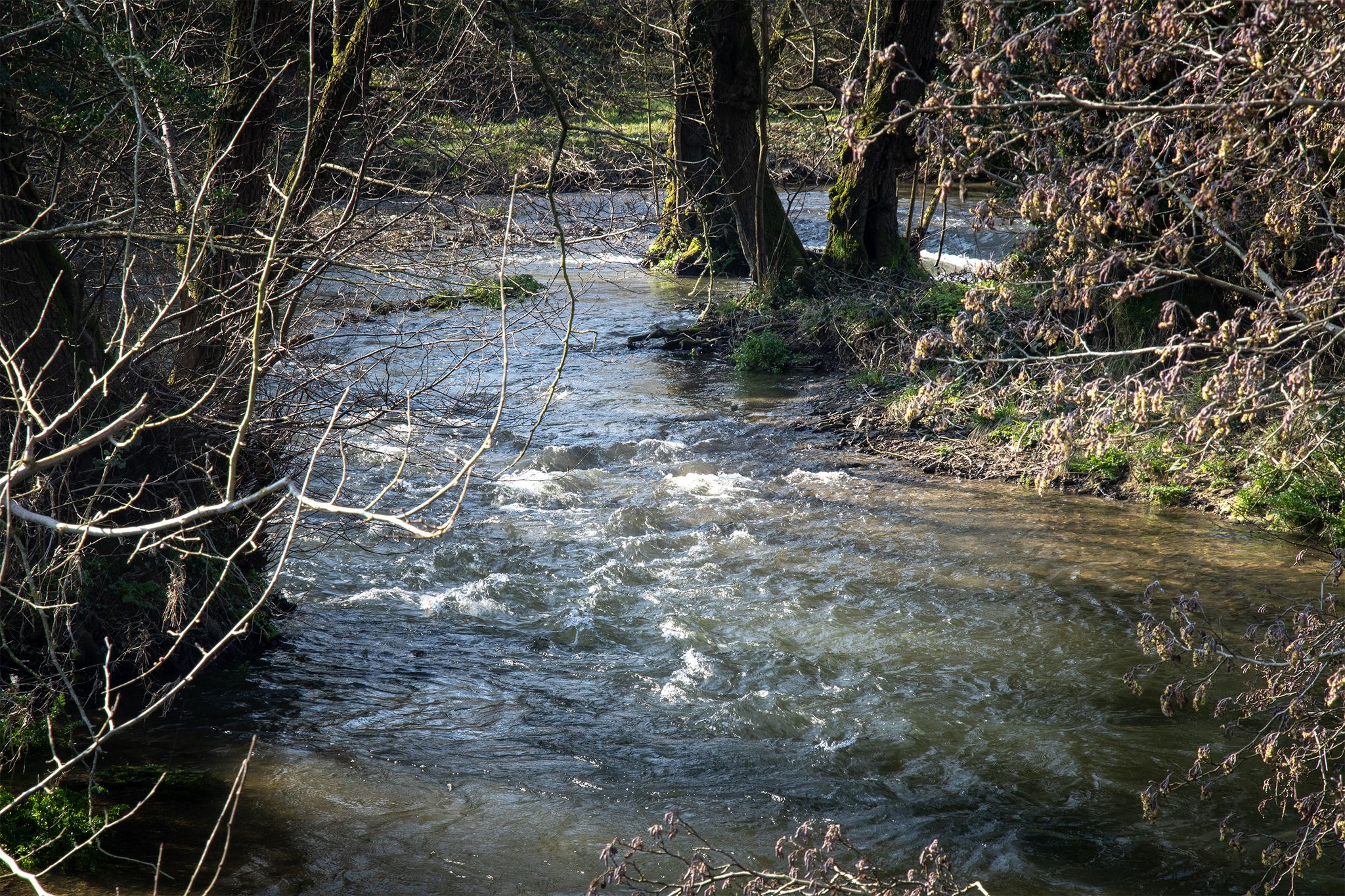 River Arrow