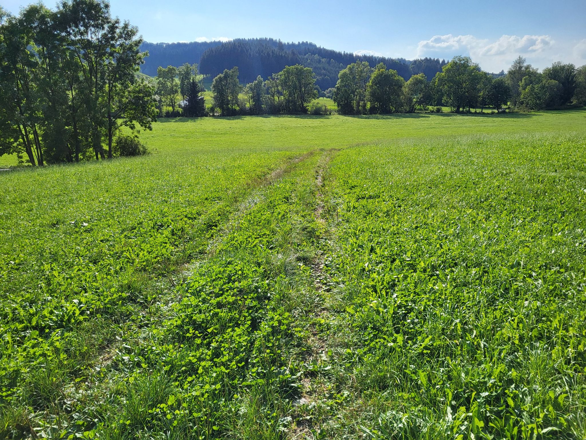 aus dem Wald herausen