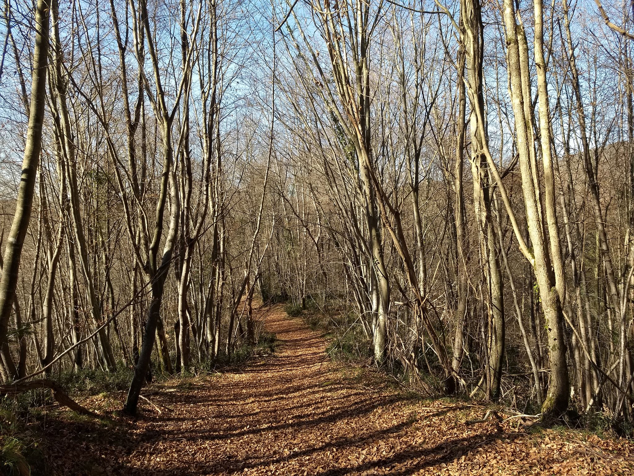 Bois du Laca.