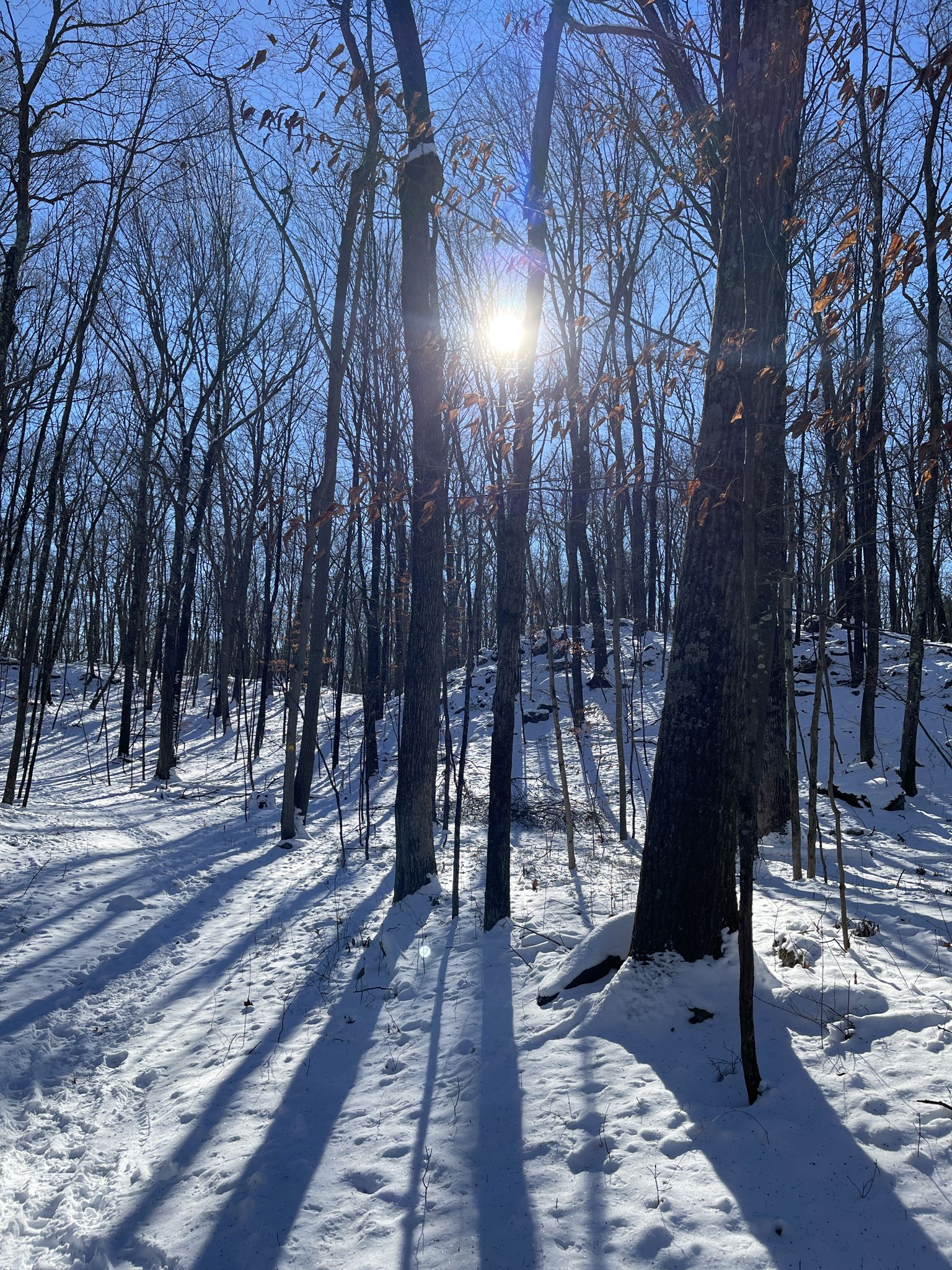 Sunlight streams through bare trees in a snowy forest, casting long shadows. - Running loop from Alfred B. DelBello Muscoot Farm