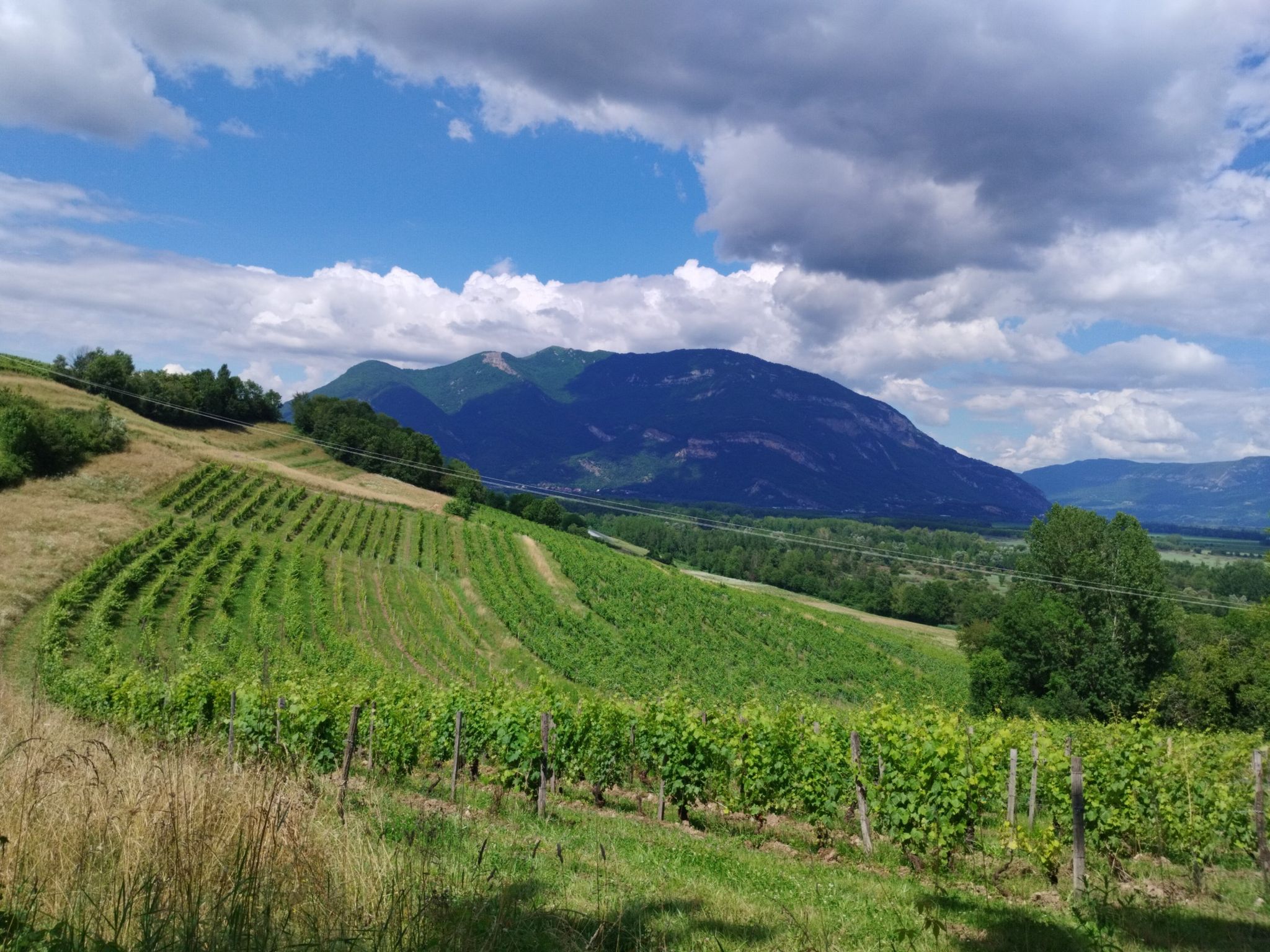 Weinberge und Colombier