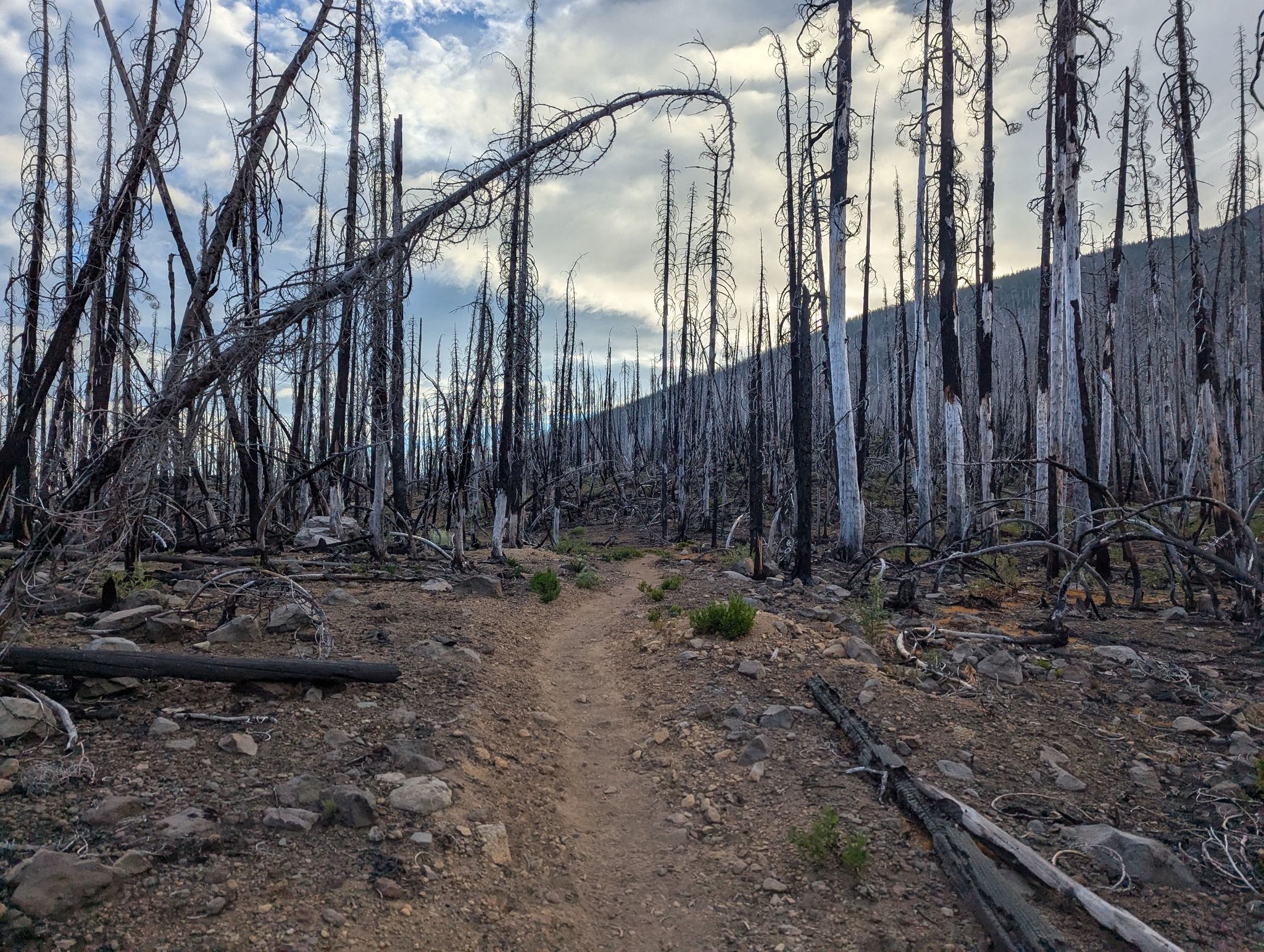 Dirt path winding through a forest of tall, charred trees under a cloudy sky. - Pacific Crest Trail: Olallie Lake to Jude Lake