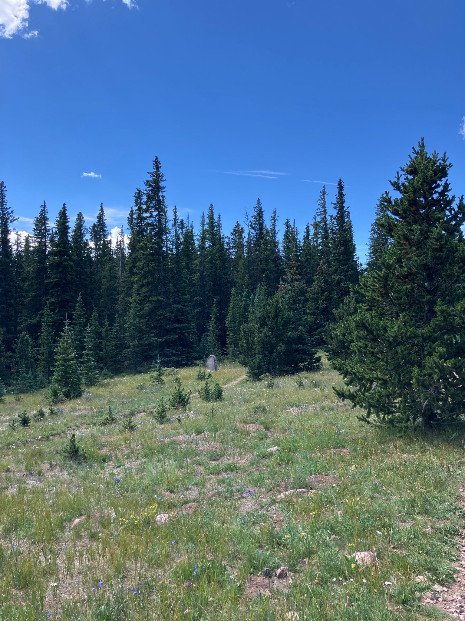 Sunny grassy clearing with a dense pine forest under a blue sky. - West Spanish Peak Trail