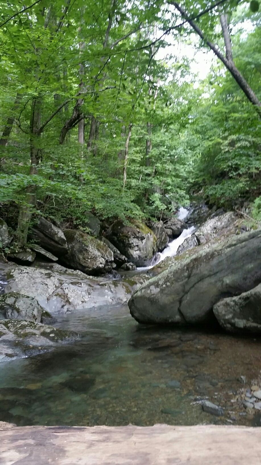 A clear stream flows over rocks, surrounded by a lush green forest. - Cedar Run Trail