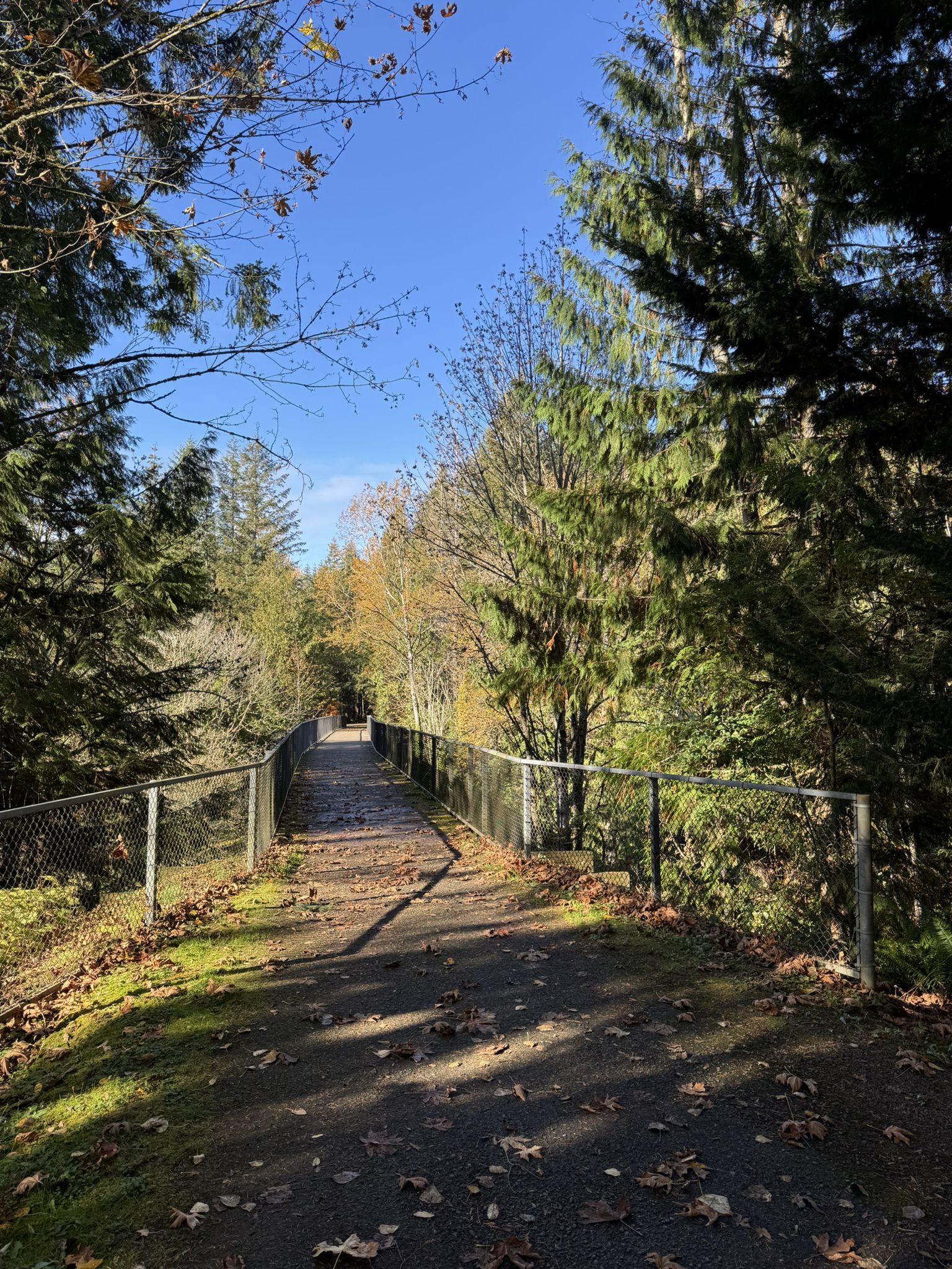 Fenced path through a sunny forest with autumn leaves. - Golden Spike Trail loop from Fall City
