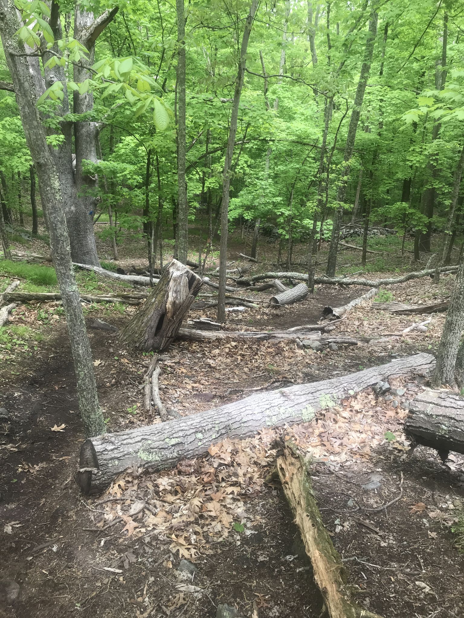 Fallen logs and tree stumps on a forest floor, dappled light. - Mercy Woods and Ridge Perimeter Loop