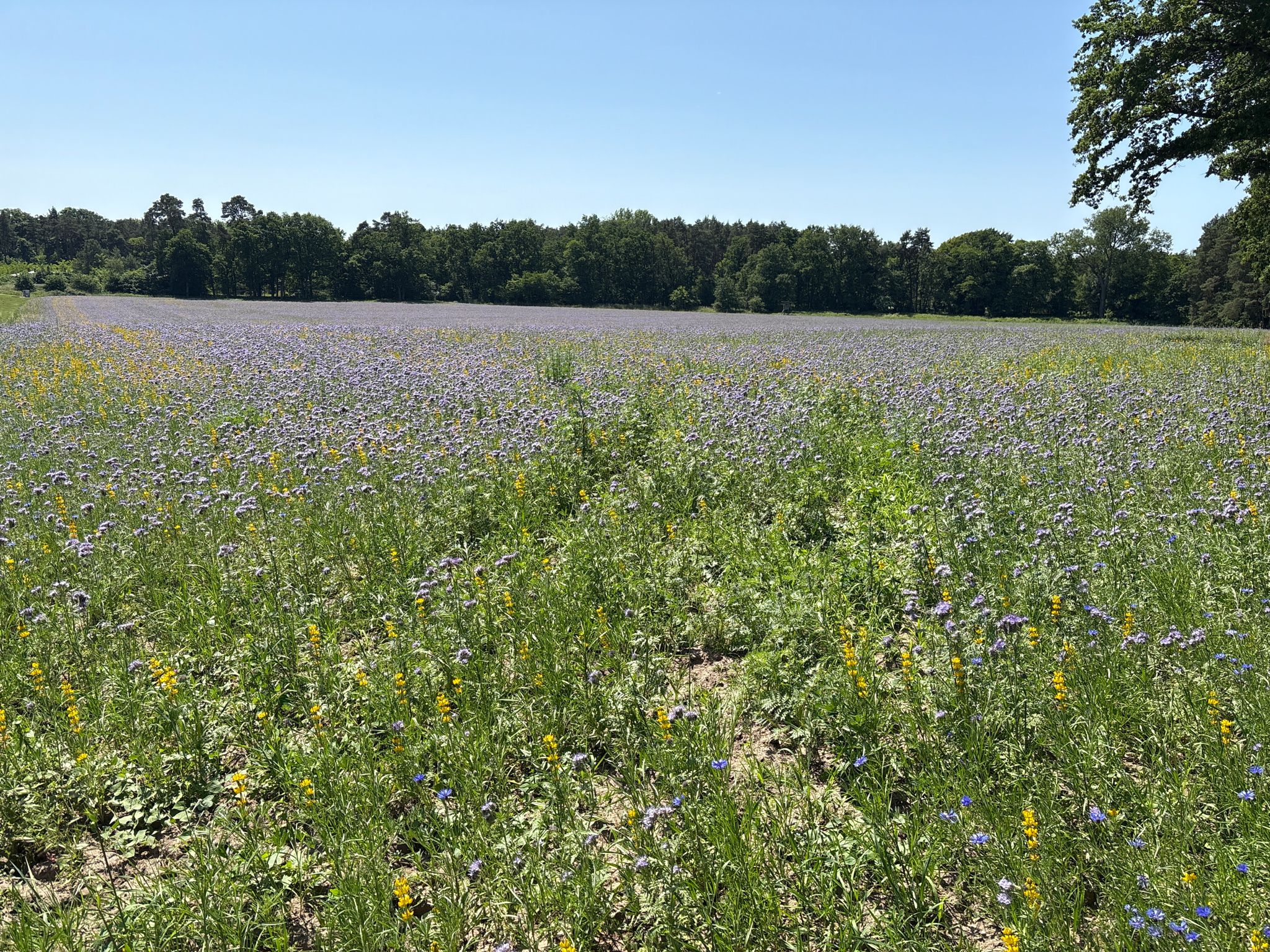 Buntes Feld in Malliß