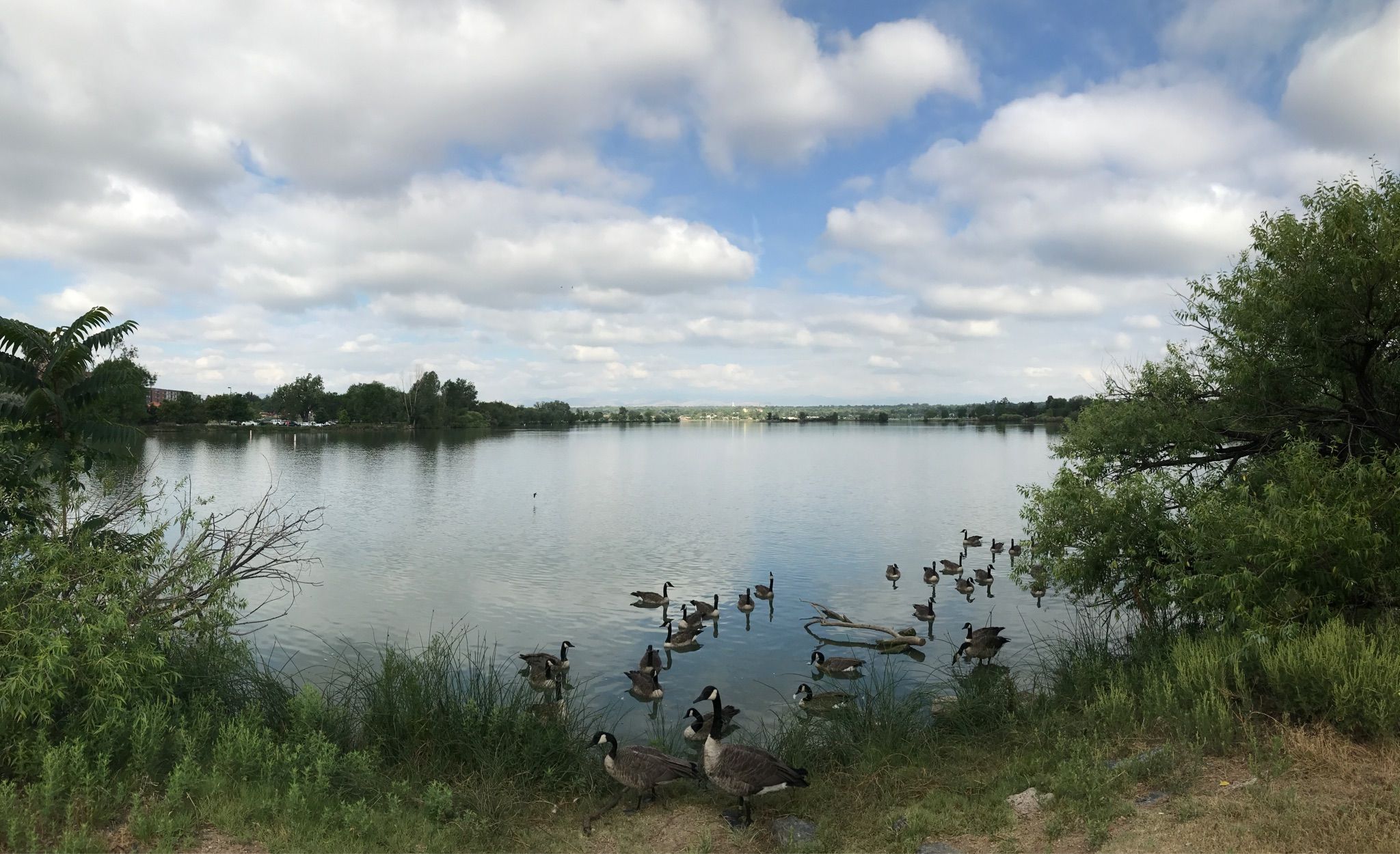 Many geese swimming in a lake surrounded by green foliage under cloudy sky. - Sloan's Lake Park – Sloan's Lake Park loop from Wheat Ridge