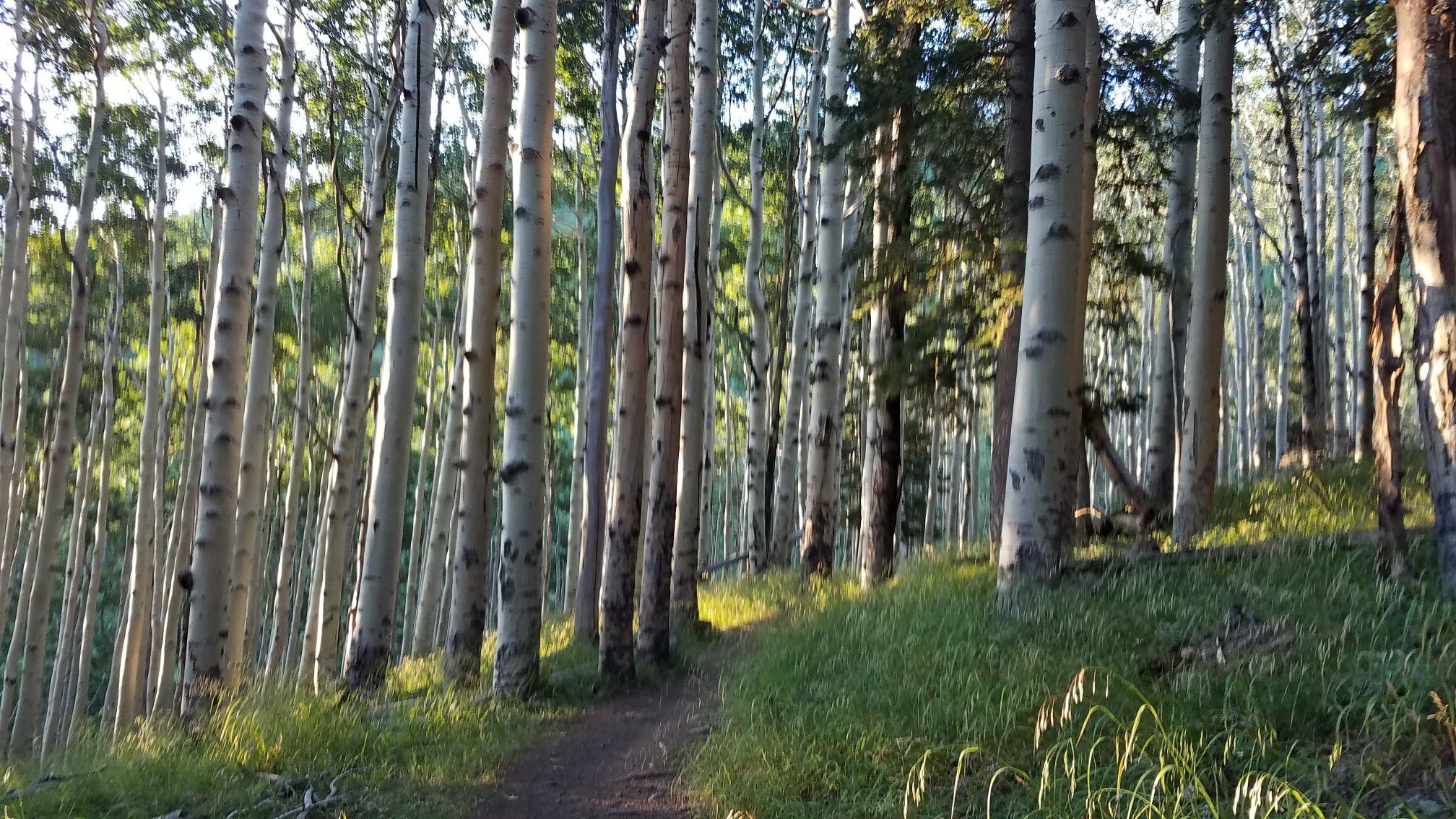 A sunlit dirt path winding through a dense aspen forest. - Inner Basin Trail