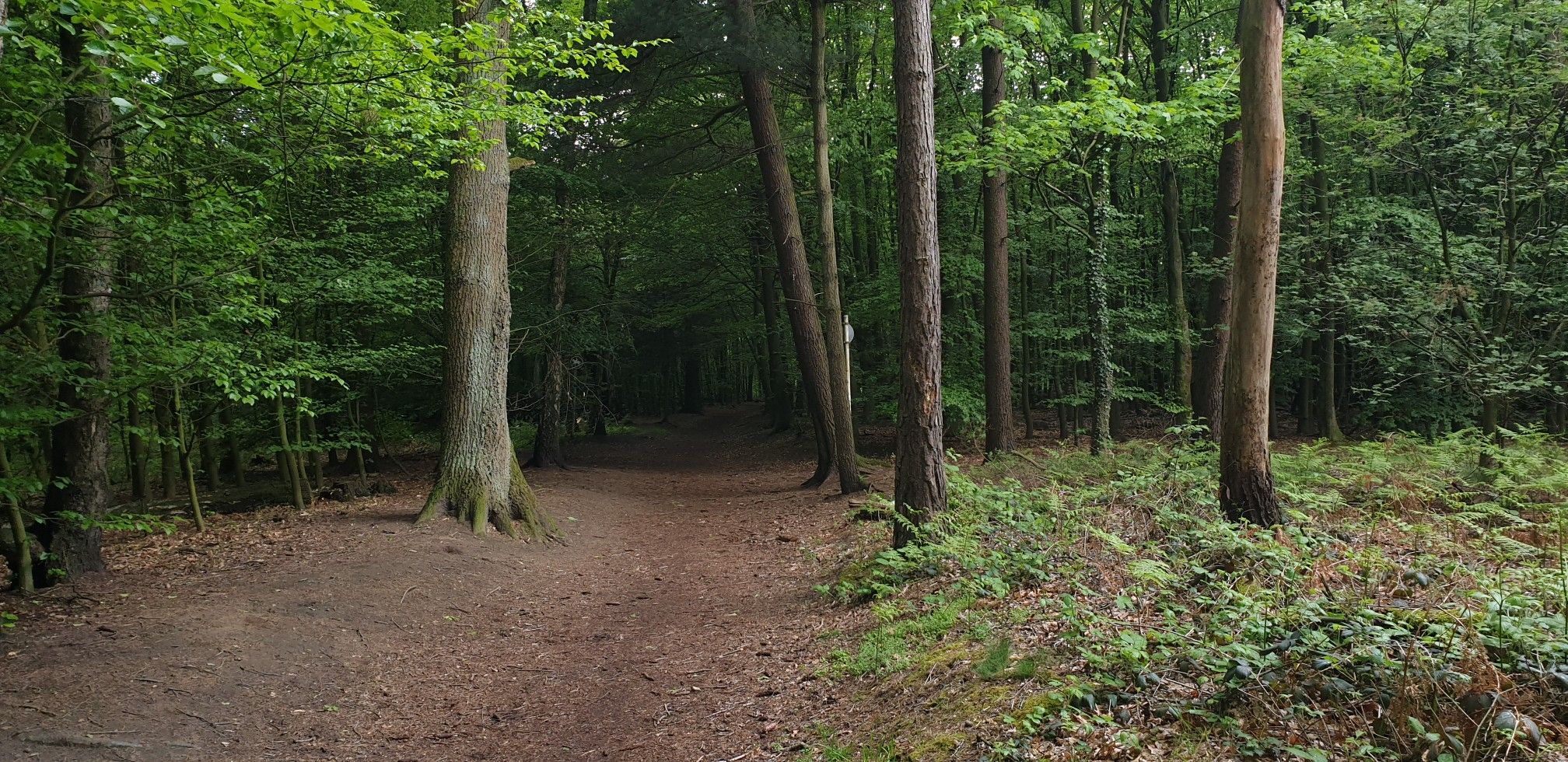 Ab in den dunklen Wald...