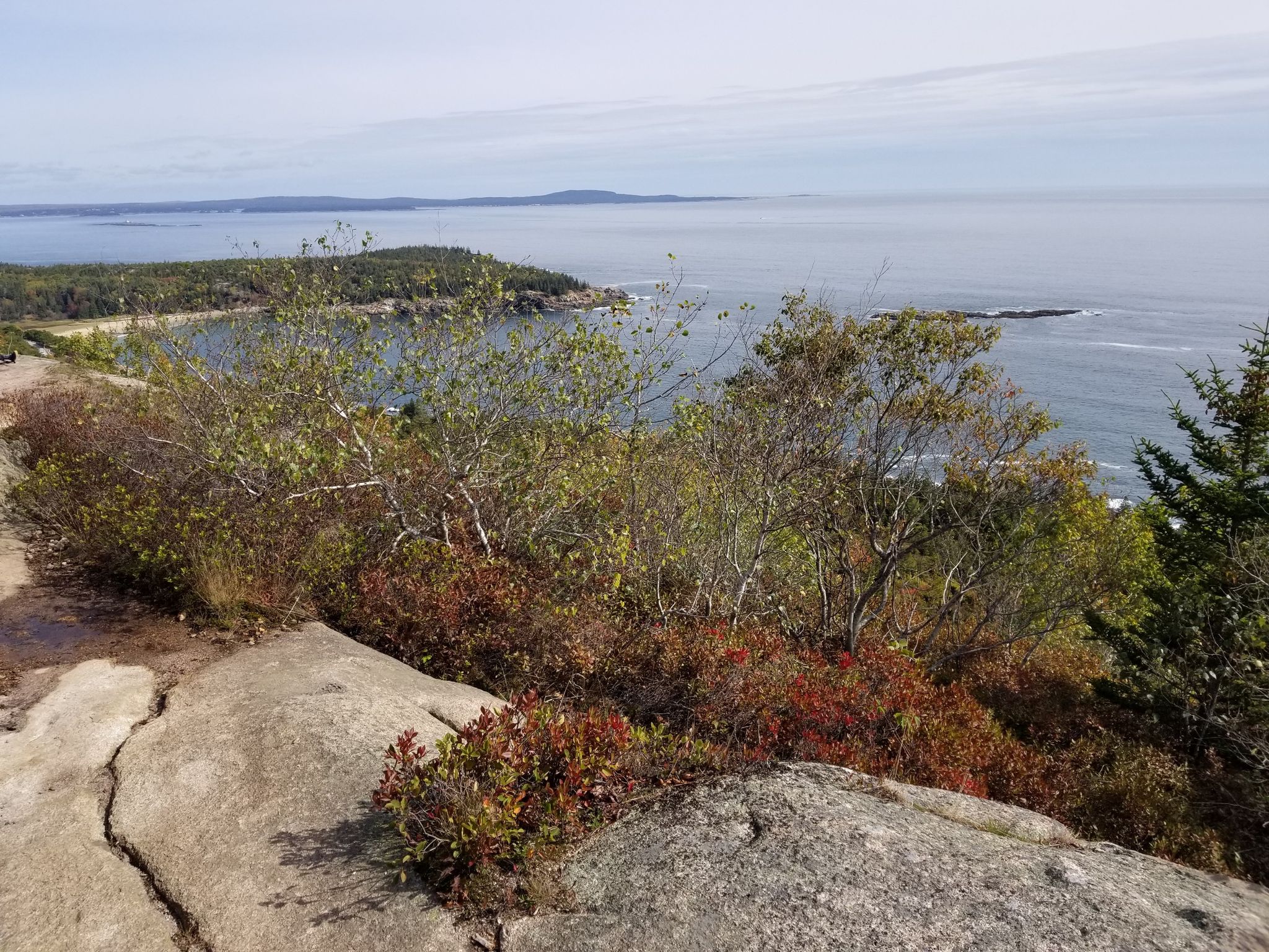Coastal view from rocky outcrop with green and red bushes, calm ocean. - Gorham Mountain and Beehive Loop Trail