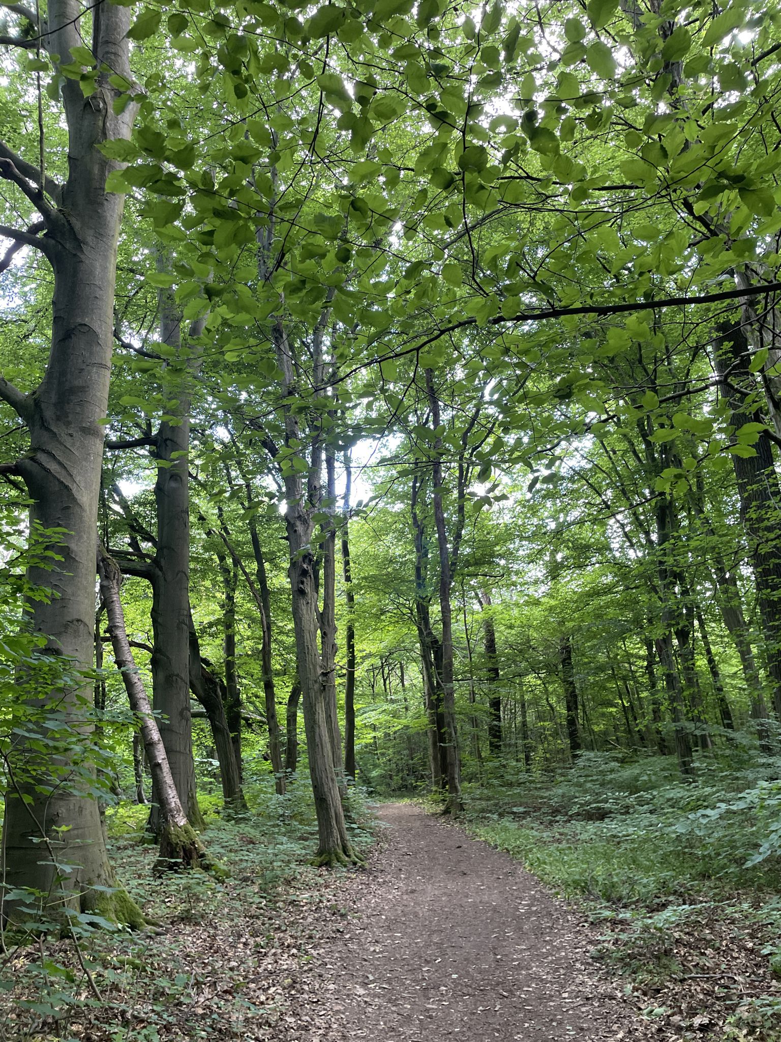 Ein wunderschöner Wald🌳😍