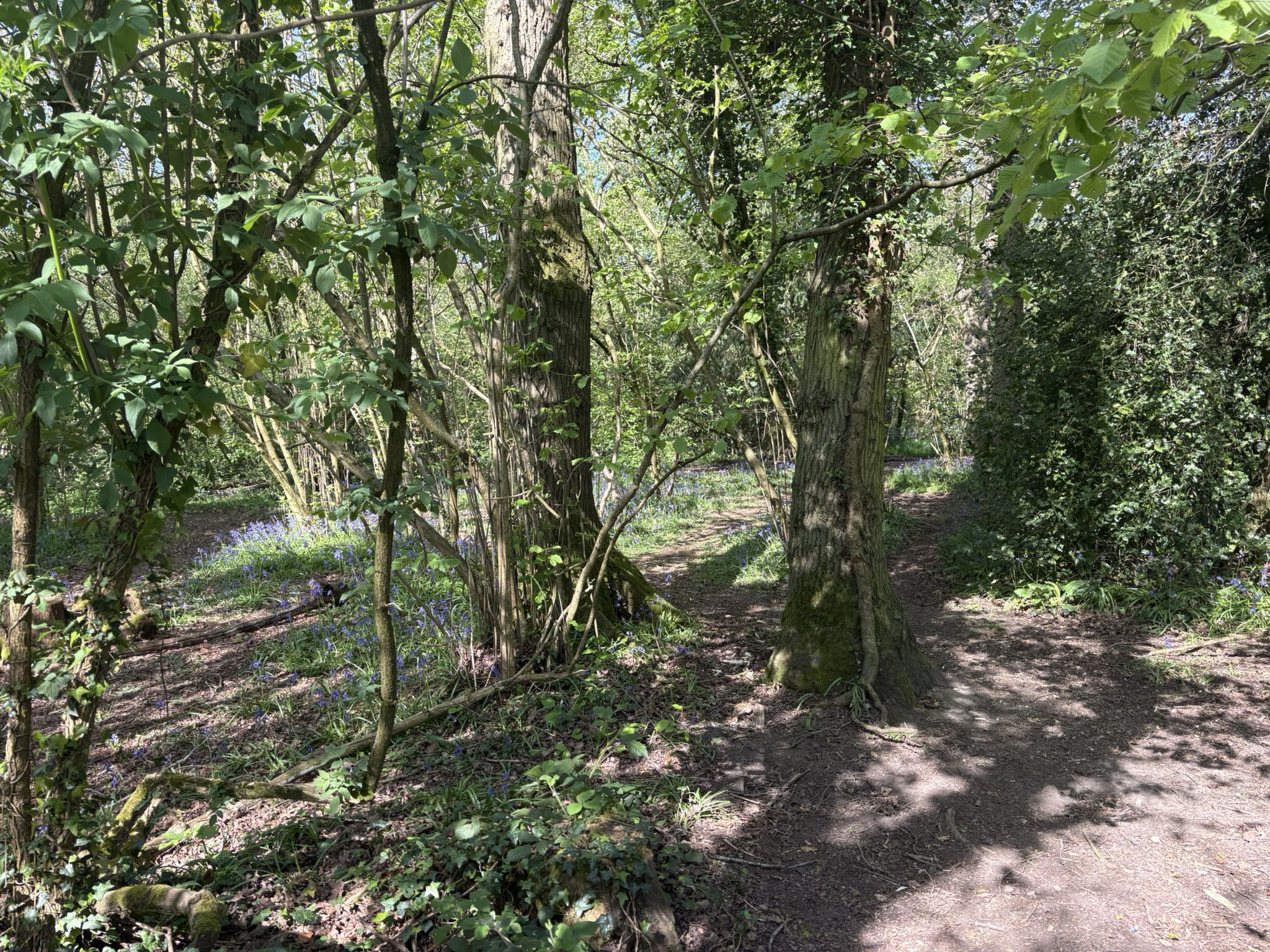 Through Worcester Woods