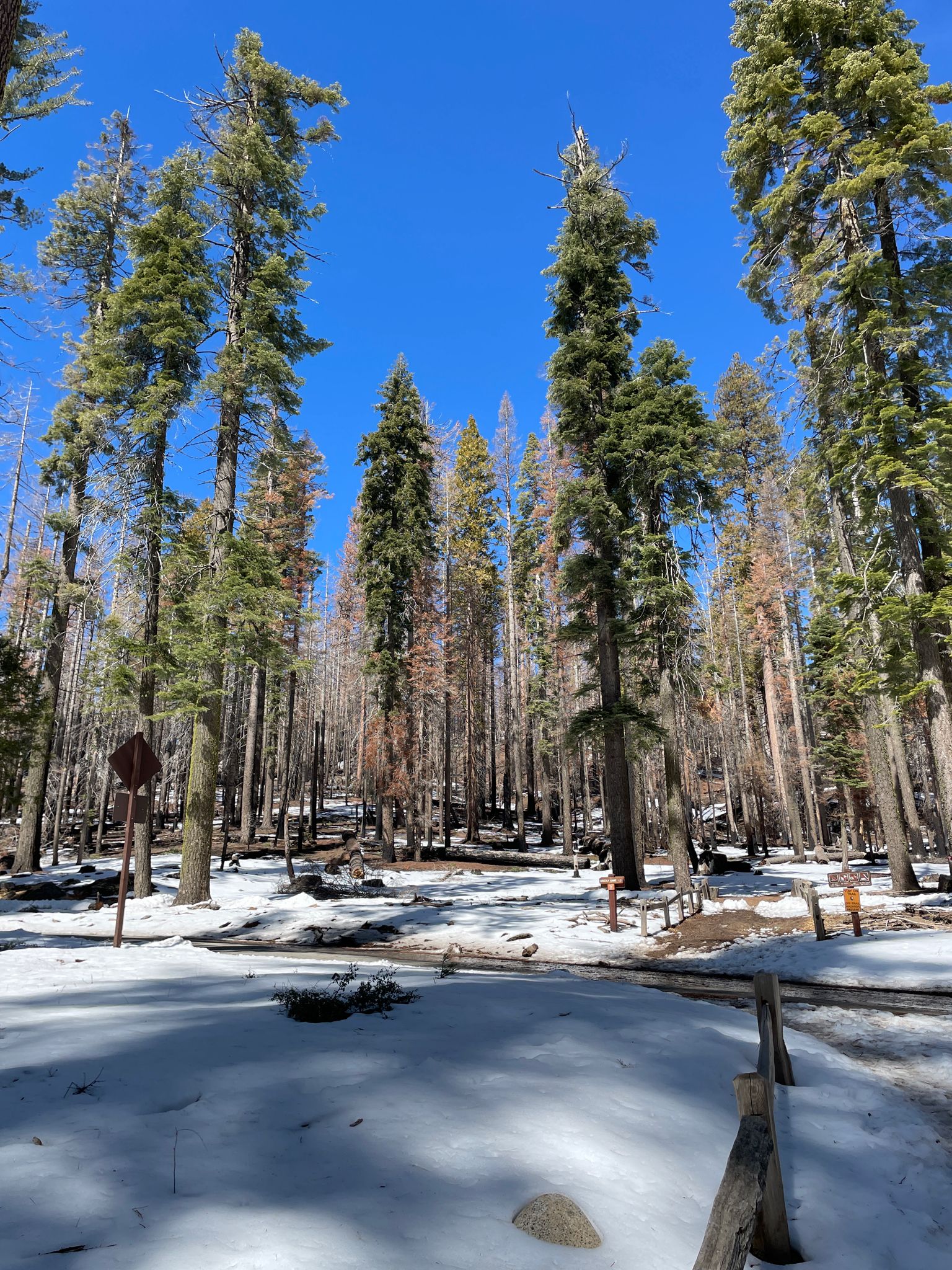 Snow-covered forest floor with tall pine trees and clear blue sky. - Oakhurst, California to Mariposa Grove