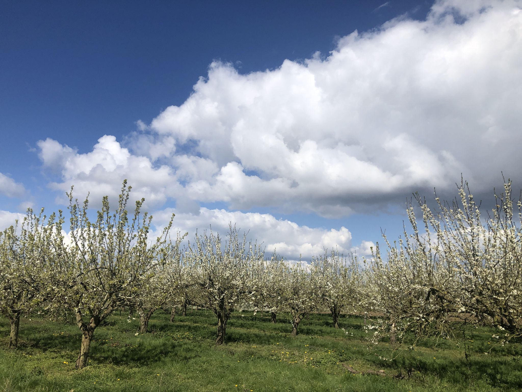 Orchards in full blossom