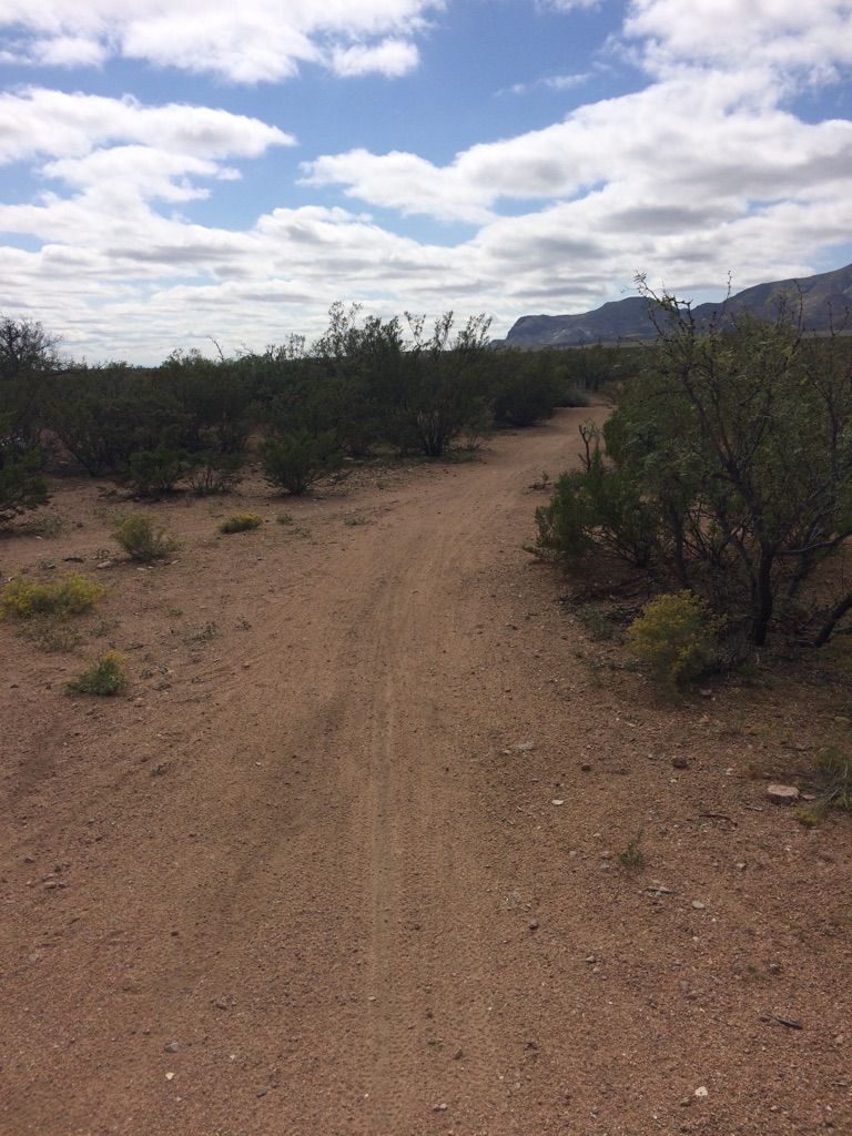 A winding dirt path through desert scrub under a cloudy sky. - Mad Cow Trail loop from Chuck Heinrich Park