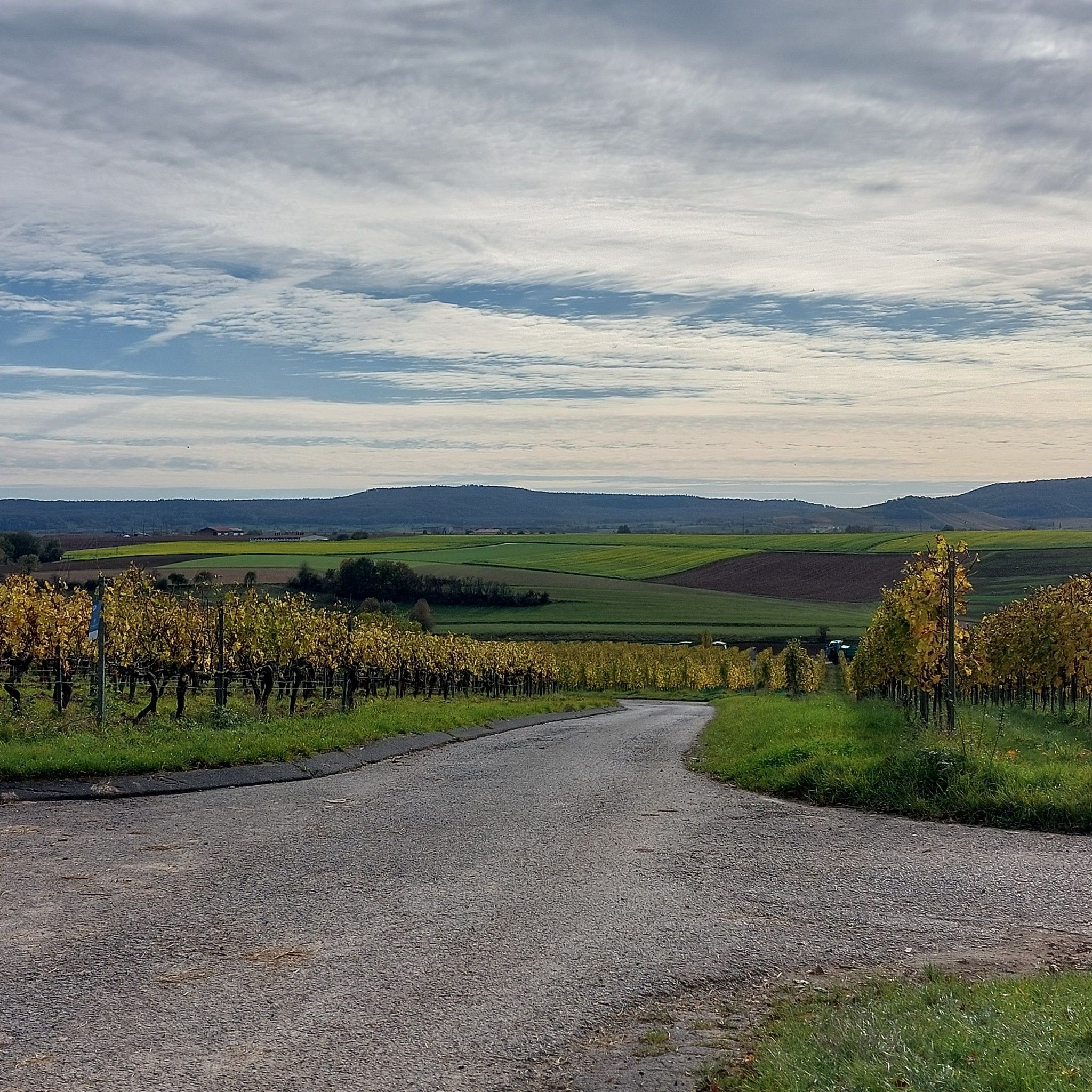 Weinberge vor Kitzingen