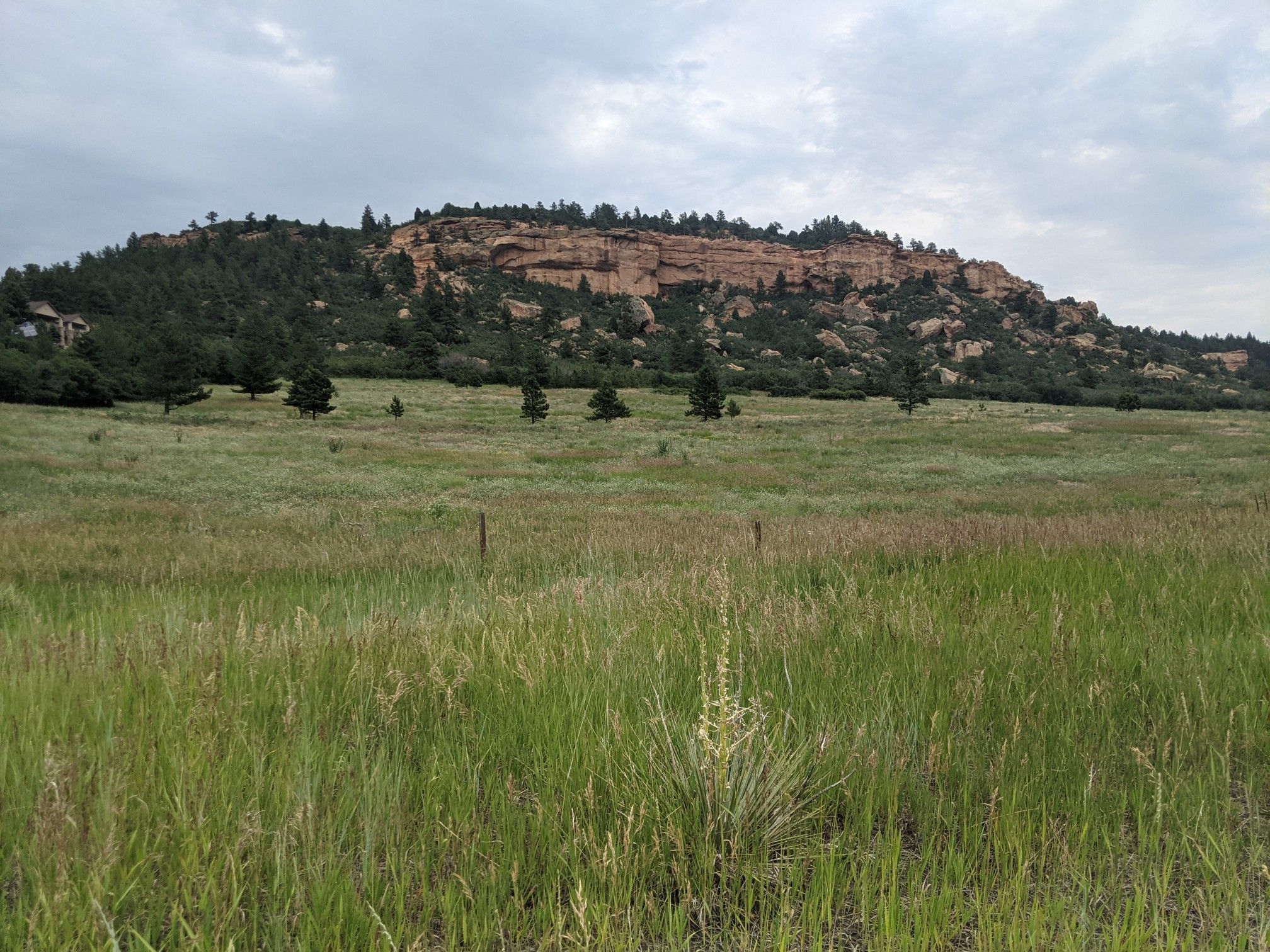 Grassy field leading to a forested mesa with rocky cliffs under an overcast sky. - Palmer Lake loop from Gleneagle