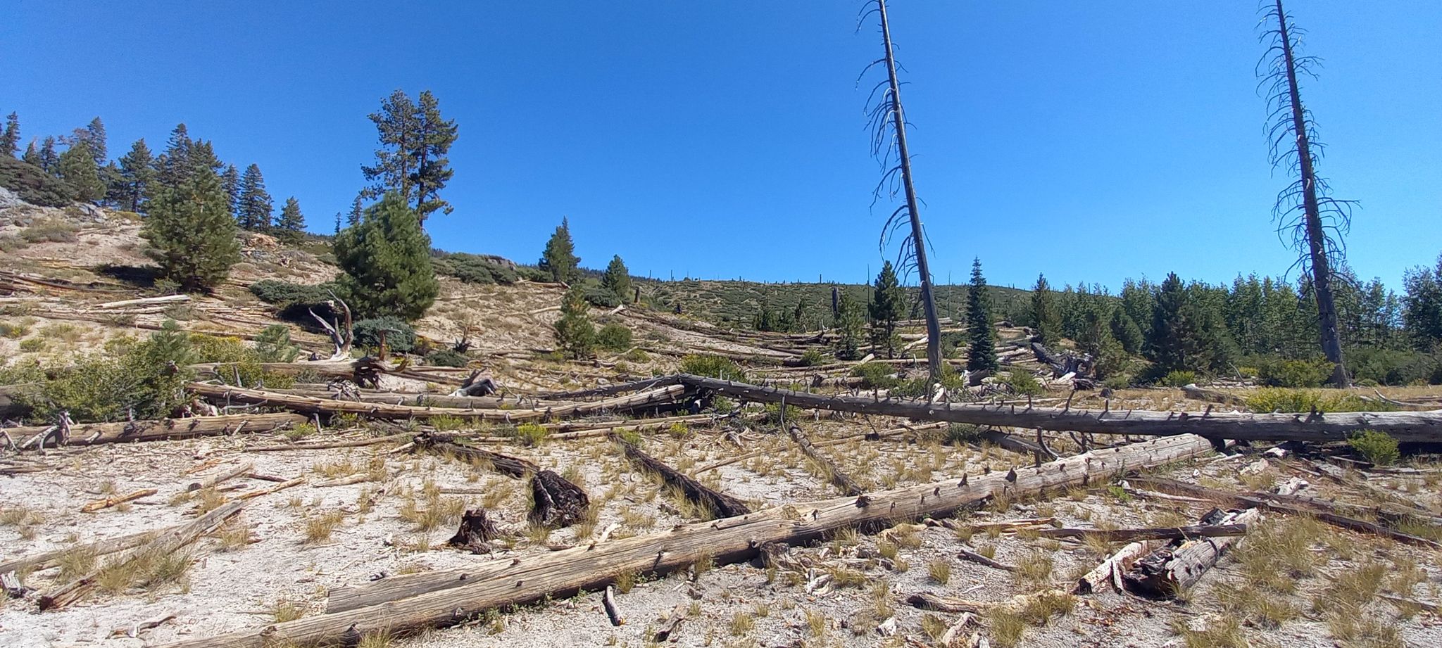 Numerous fallen logs and sparse trees cover a dry, hilly landscape under a blue sky. - Rainbow Falls via Devils Postpile Trail
