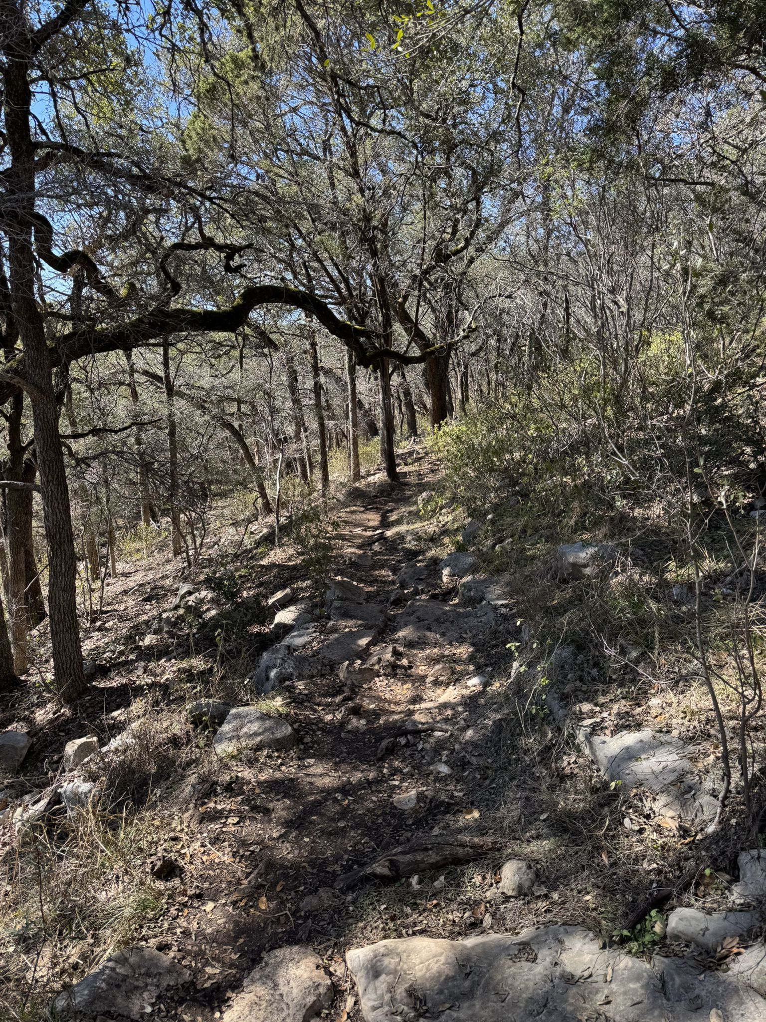 A rocky dirt path winds through a sun-dappled forest with dense trees. - Dante's Trail