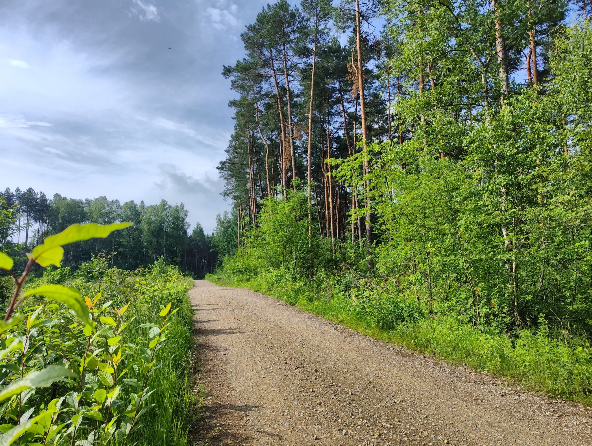 Szutrostrada "Dębowcówka"
