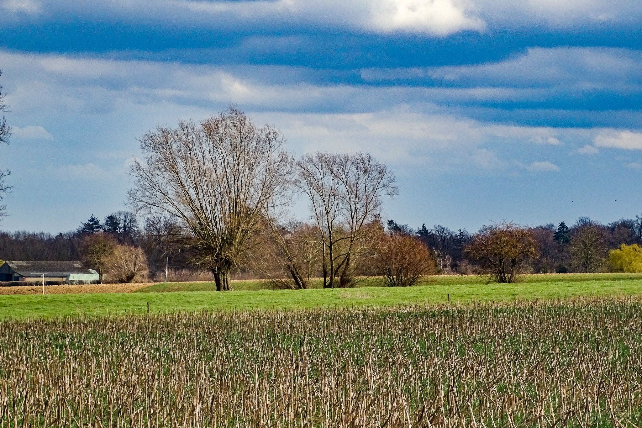 Wilgenlandschap 1