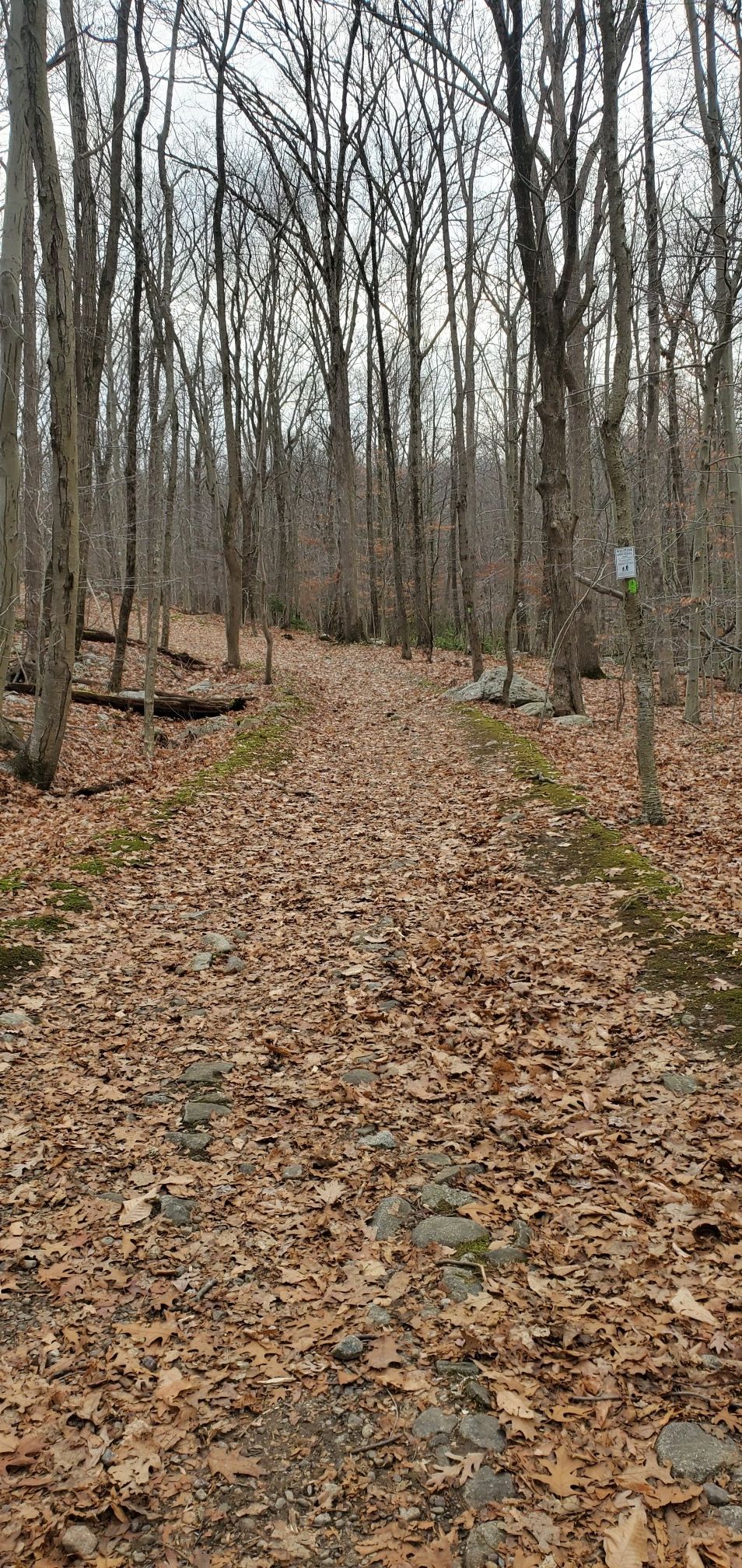 A leaf-covered dirt path winds through a dense forest of bare trees. - High Point, Wyanokie Circular, and Lower Trail Loop