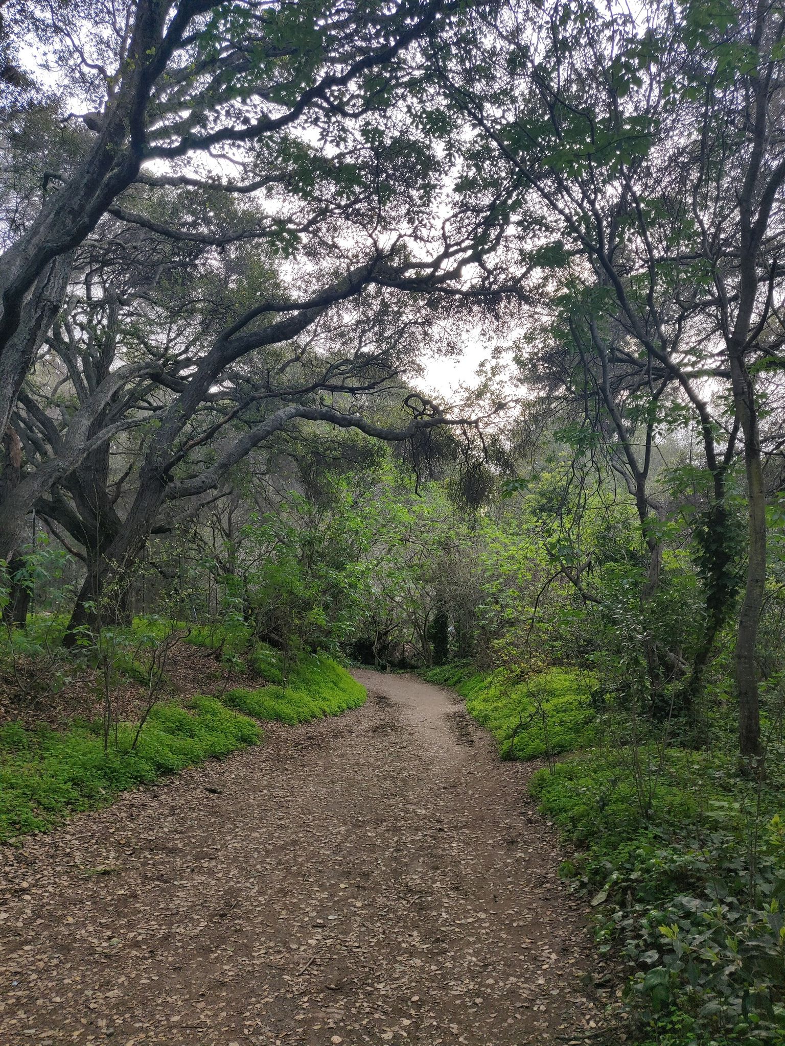 A shaded dirt path winds through a dense, lush forest with mossy trees. - Pioneer Trail Loop