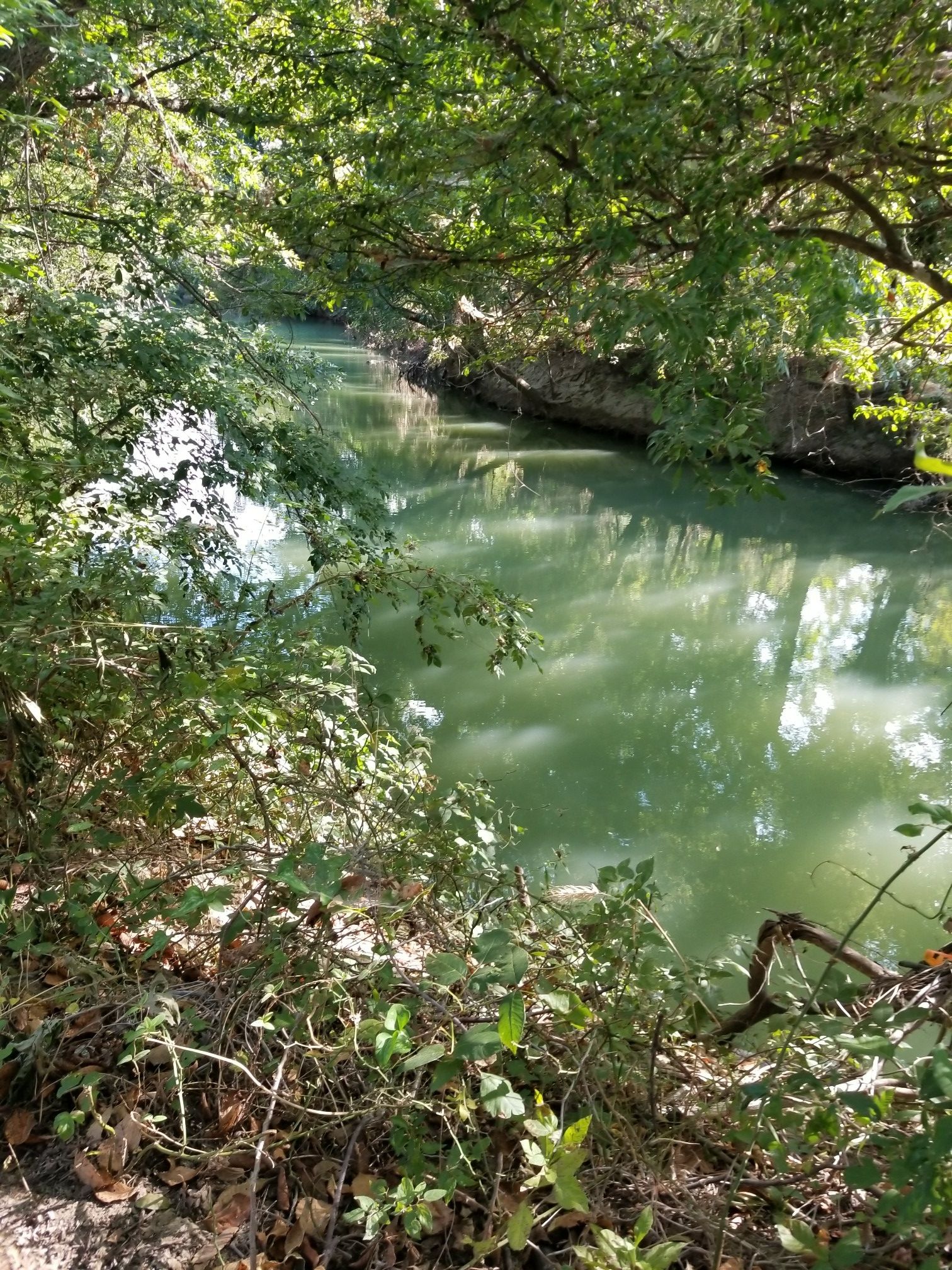 Green river flows through a lush, sunlit forest with dense foliage. - Rowlett Creek Short Loop