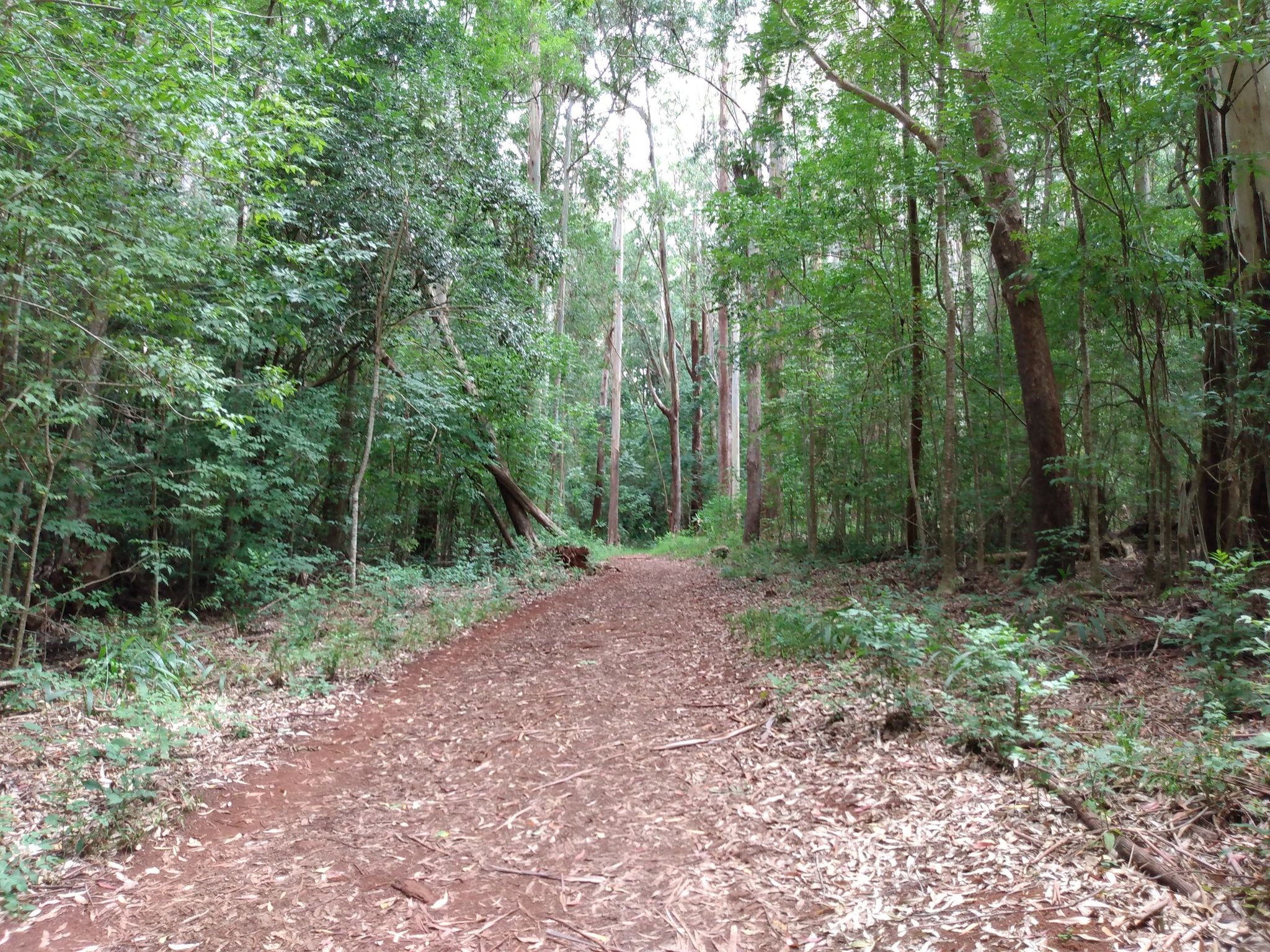 A wide, leaf-strewn dirt path extends into a lush, green forest. - Rodeo General Store loop from Makawao