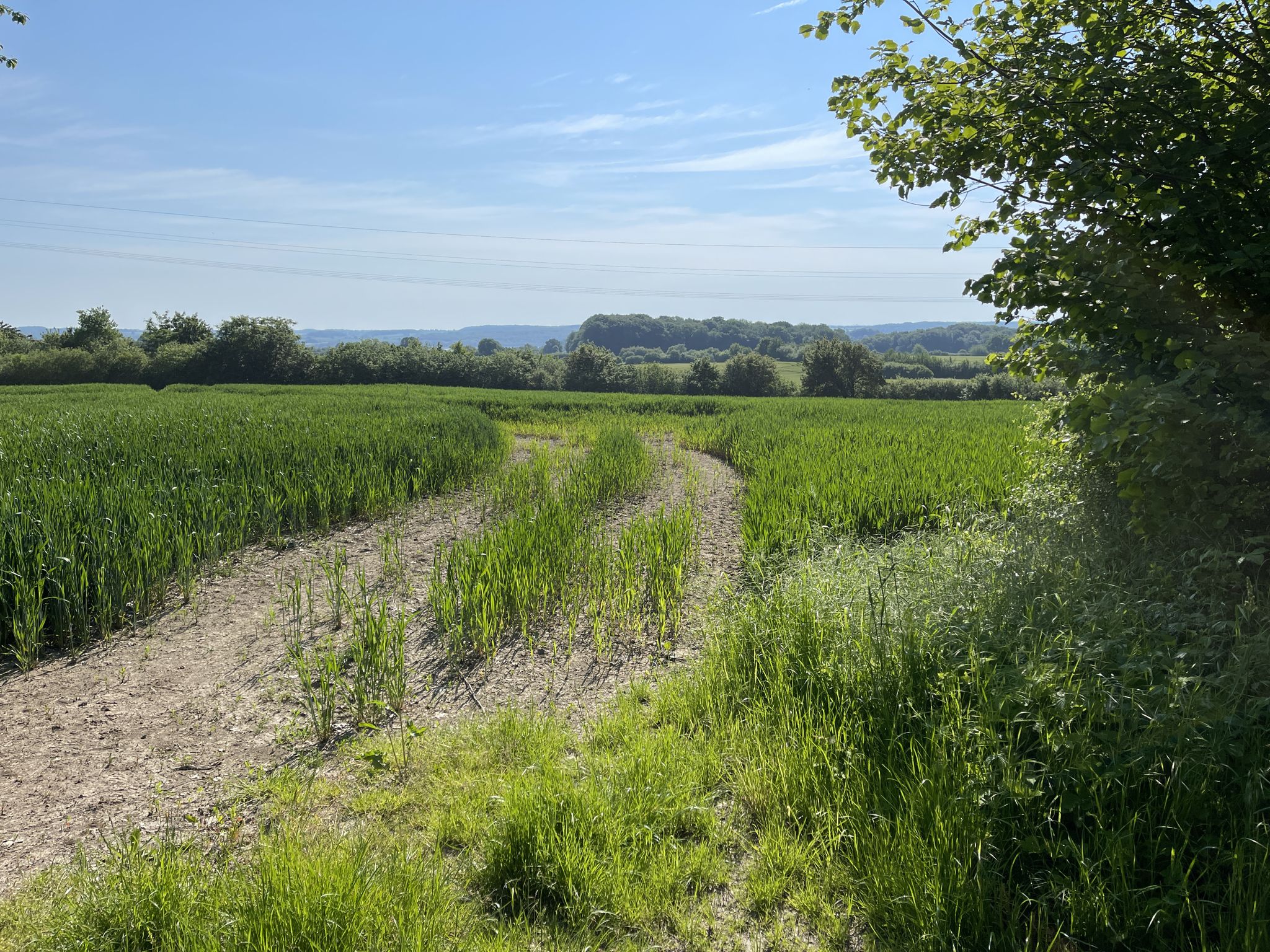 Der Blick vom Klosterberg leider nicht so spektakulär. Alles dafür schön grün.
