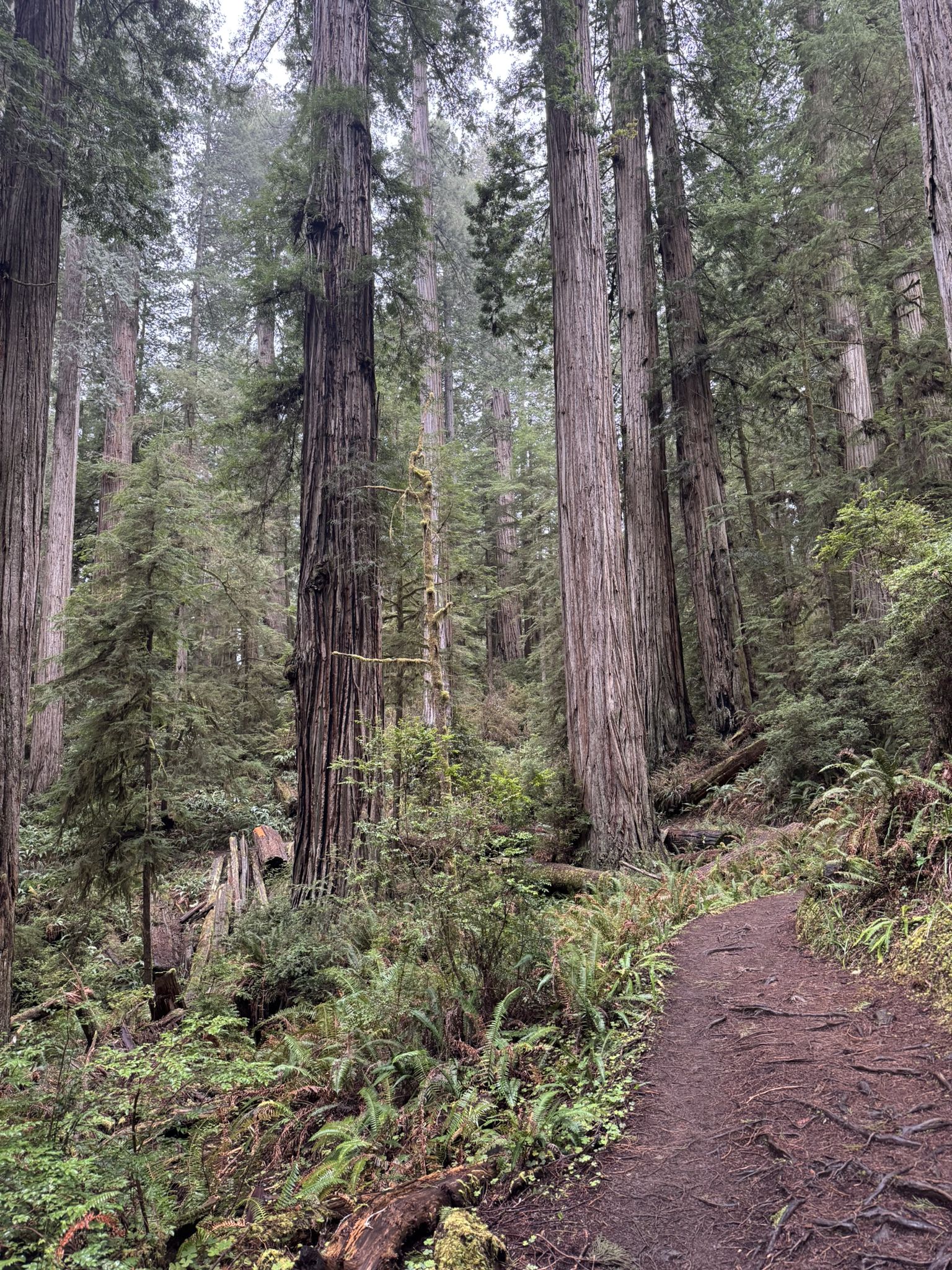 Forest path winding through towering trees and ferns under overcast skies. - Boy Scout Tree Trail