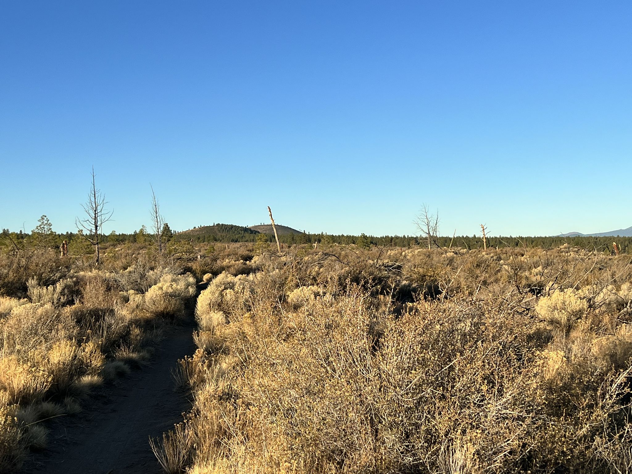 A dirt trail winds through dry brush and sparse trees under a clear blue sky. - Three Sisters View loop from Eastgate Natural Area