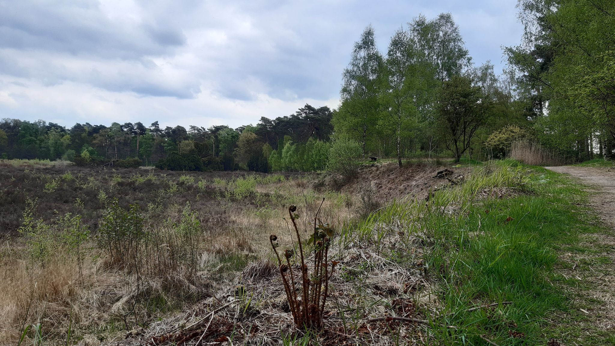 Het Kienveen
